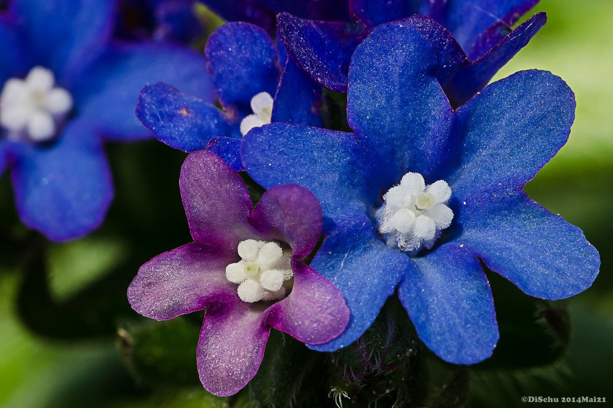 Gemeine Ochsenzunge hiker1954s Webseite!