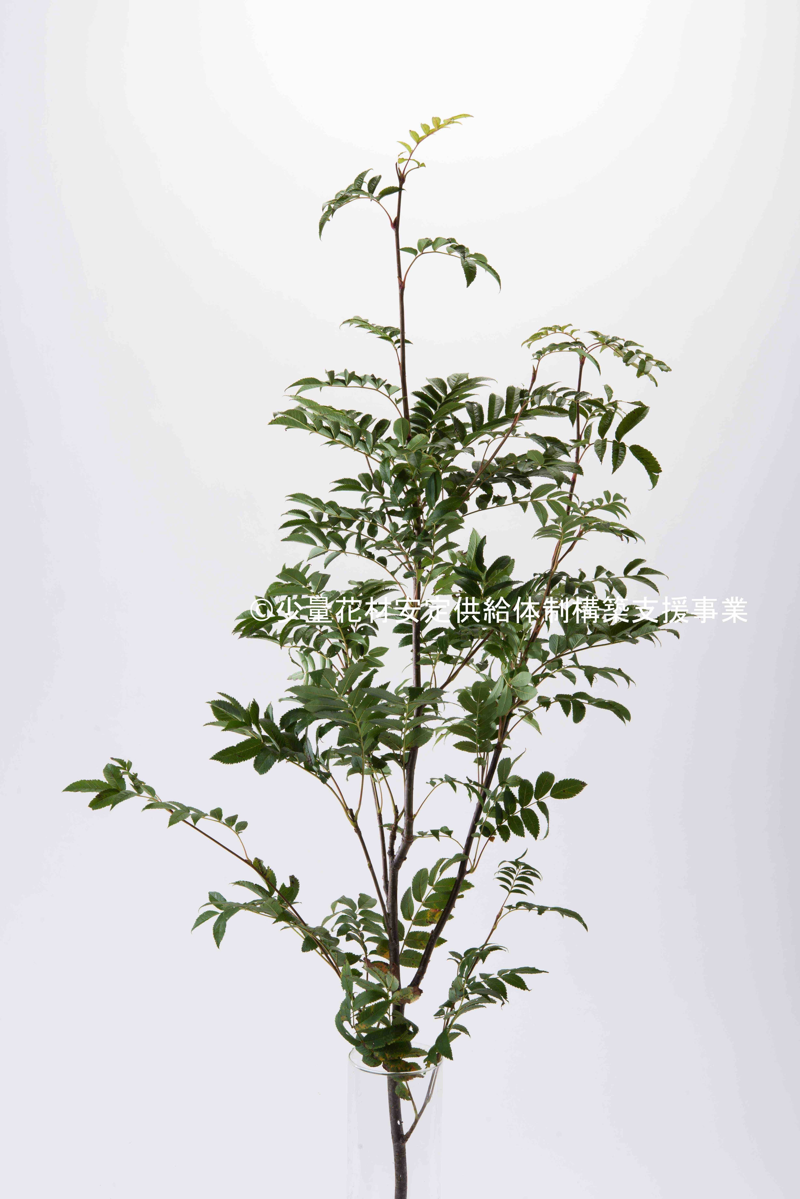 ナナカマド 少量花材安定供給体制構築支援事業 ナナカマド 少量花材安定供給体制構築支援事業