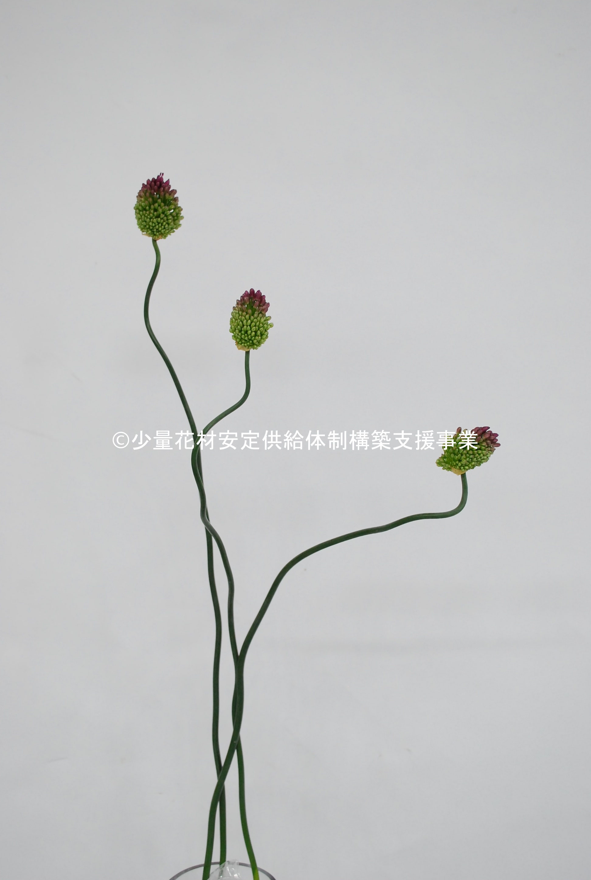 アリウム 少量花材安定供給体制構築支援事業