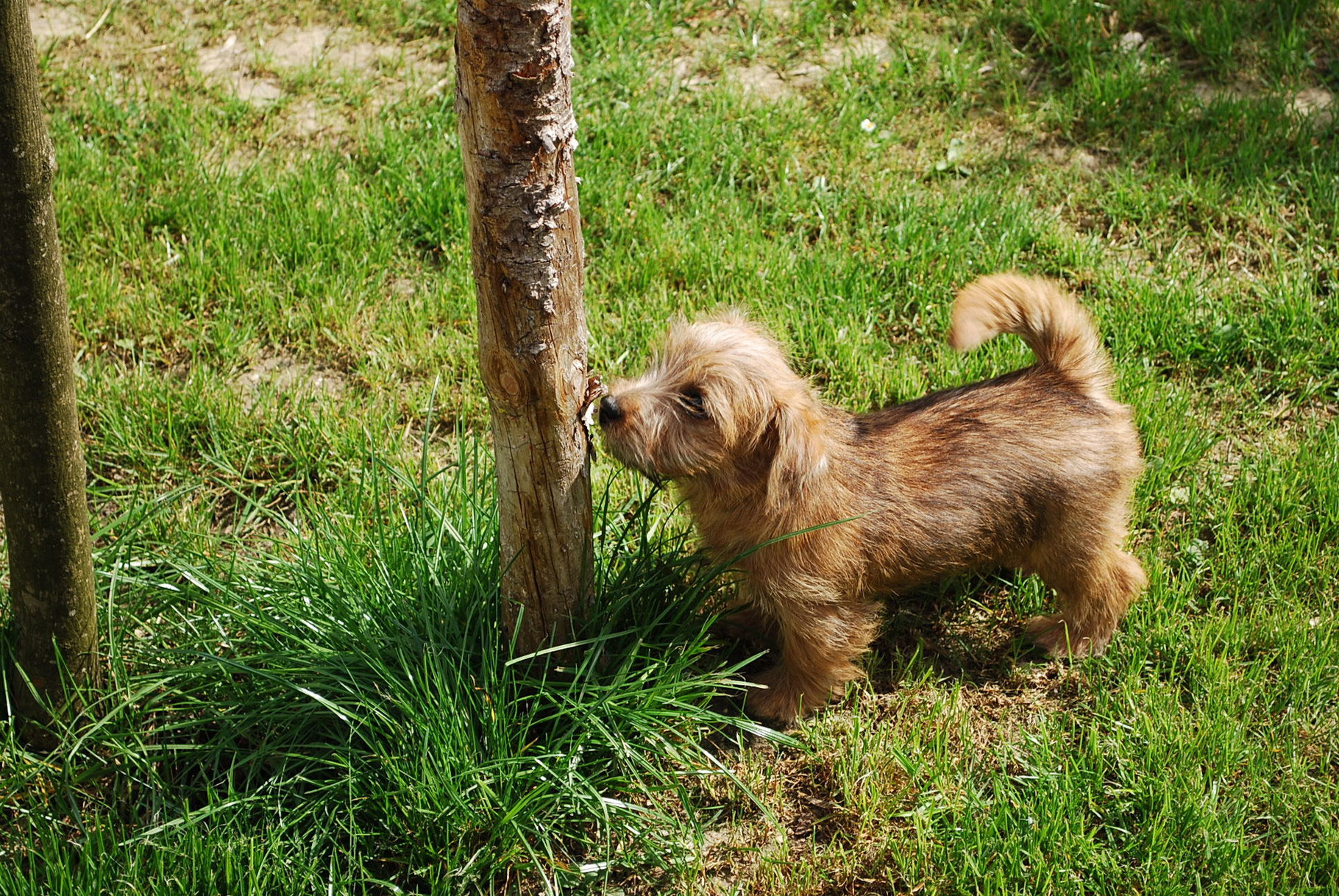 42+ Brasilianischer Terrier Preis Gif