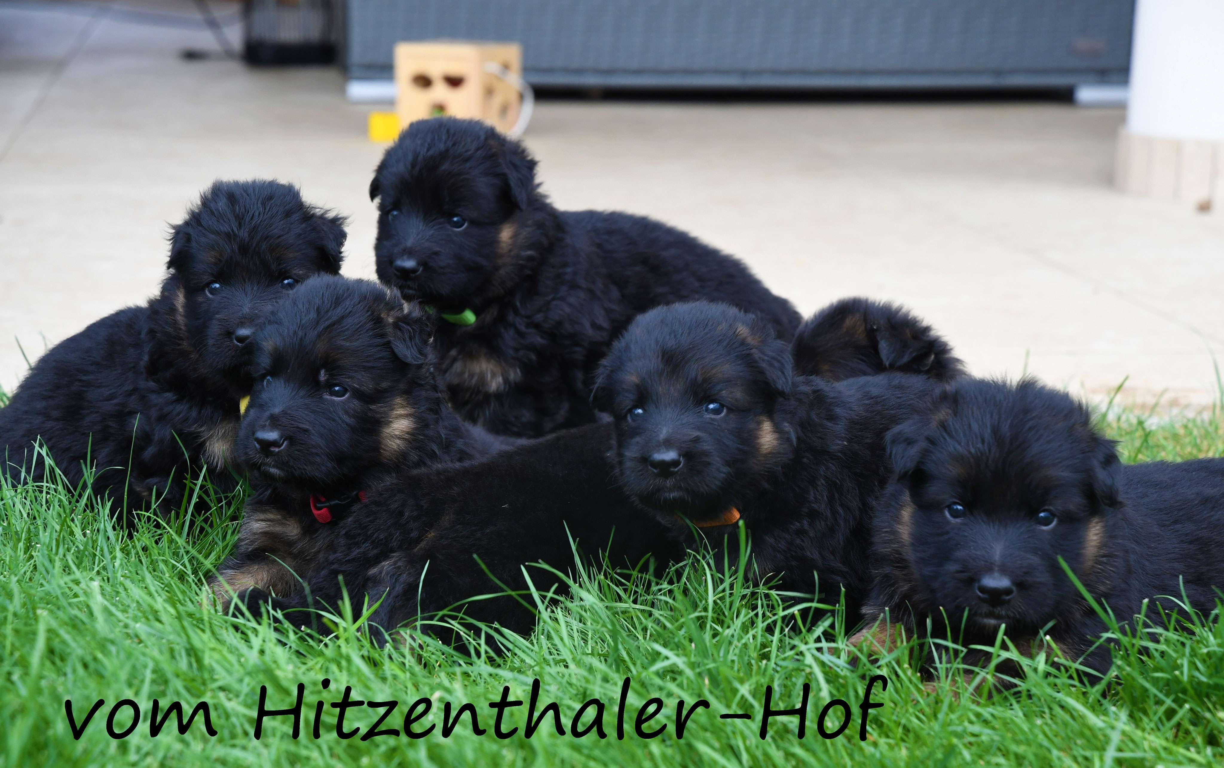 4 Woche Altdeutscher Schaferhund Langstockhaar Schaferhund Bayern Zuchter Zucht