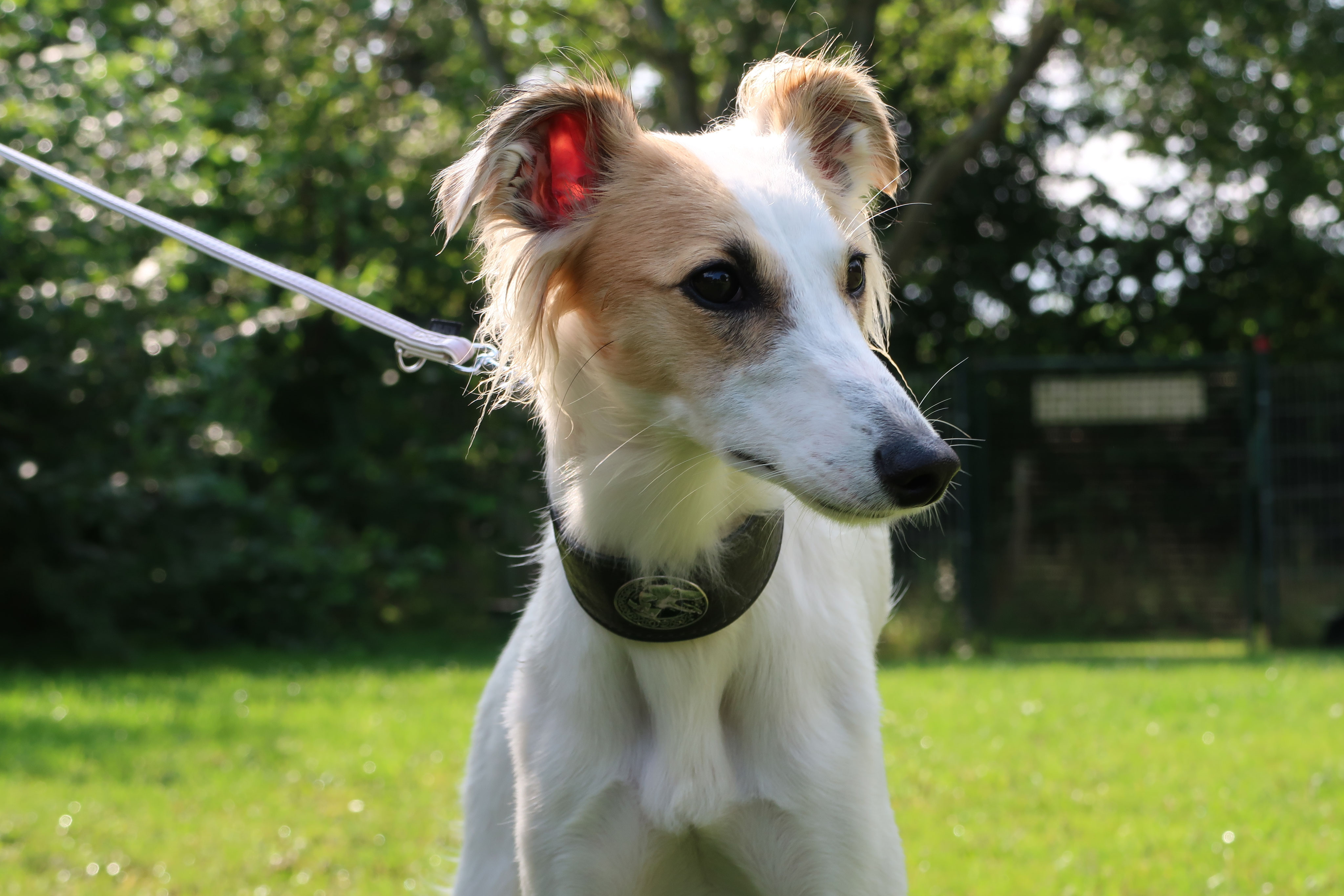 Dalia, genannt Dali Windhunde von Eichenwind Silken Windsprite Zucht
