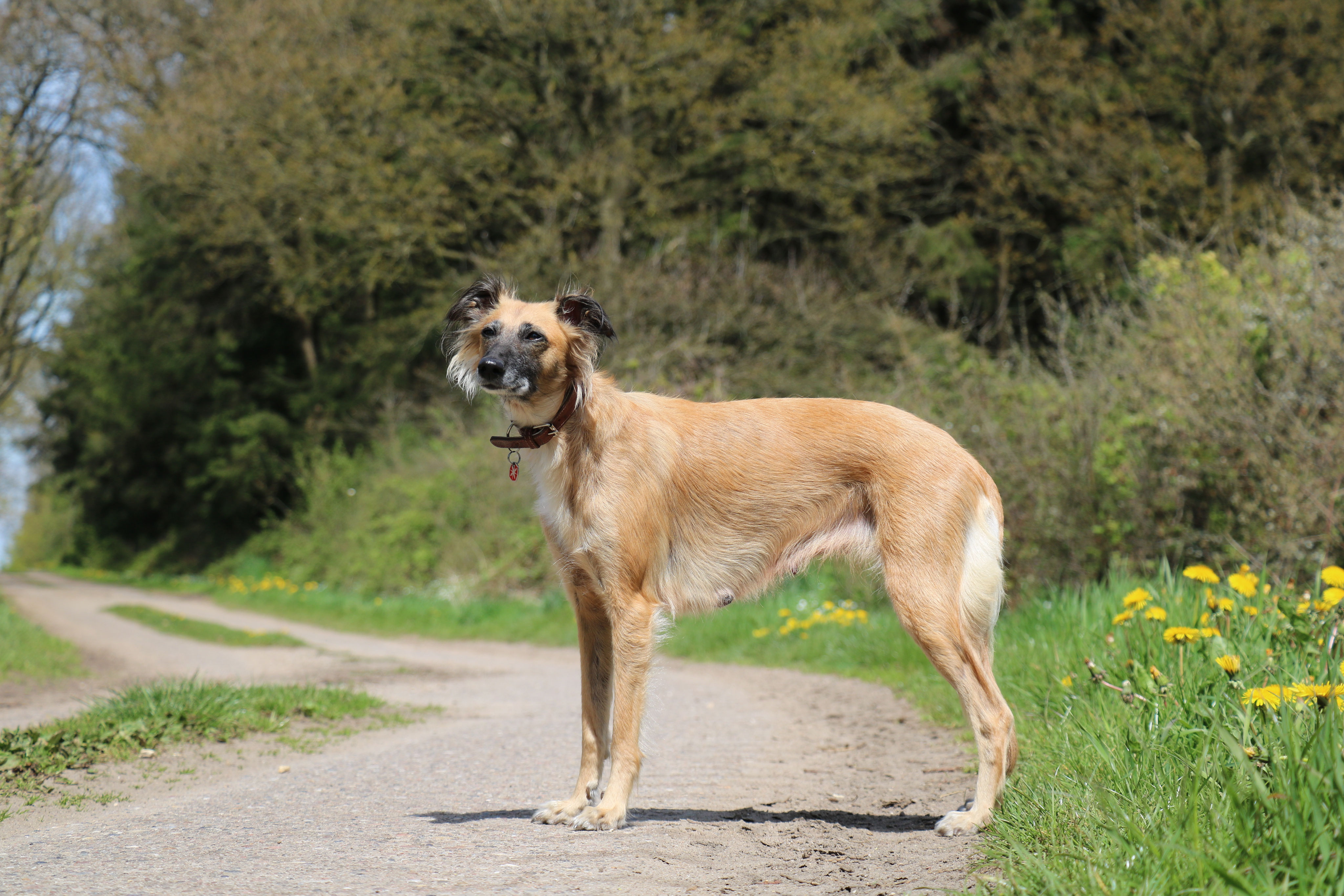 Wir sind schon ganz schön groß… Windhunde von Eichenwind Silken