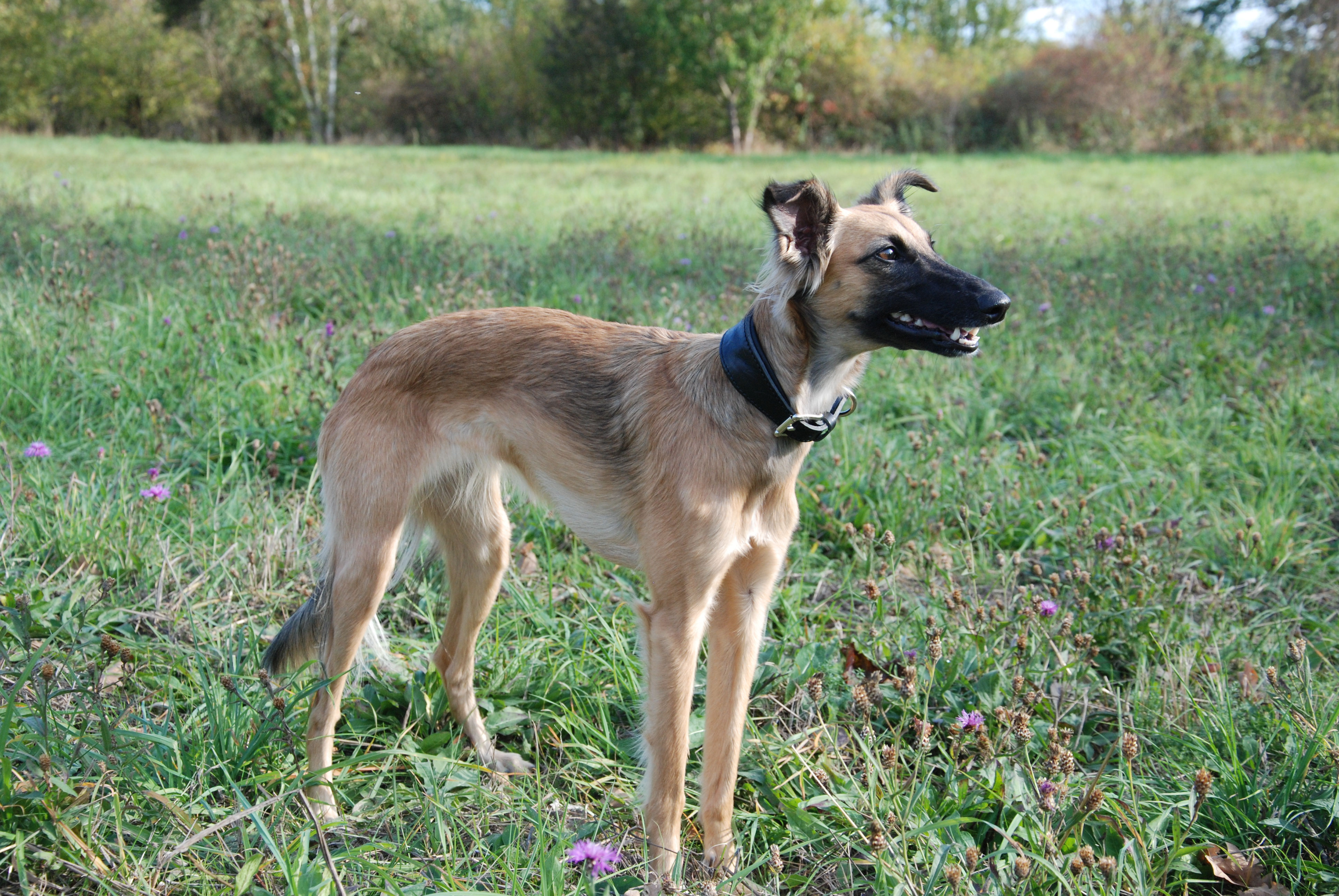 Blog Windhunde von Eichenwind Silken Windsprite Zucht