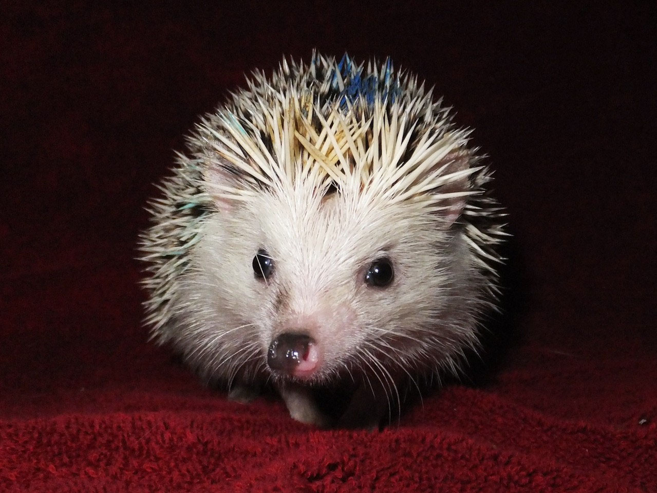 Our Male Breeding Stock Heartfelt Hedgehogs of Fort Ashby, WV