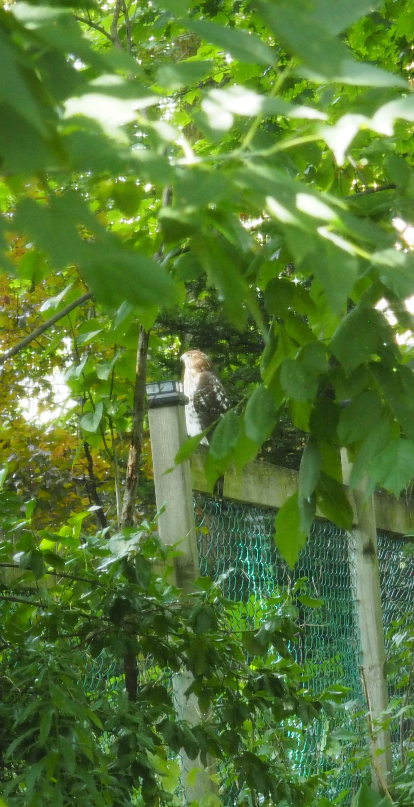 Hawk Landing Gallery Arcturus the Daily News