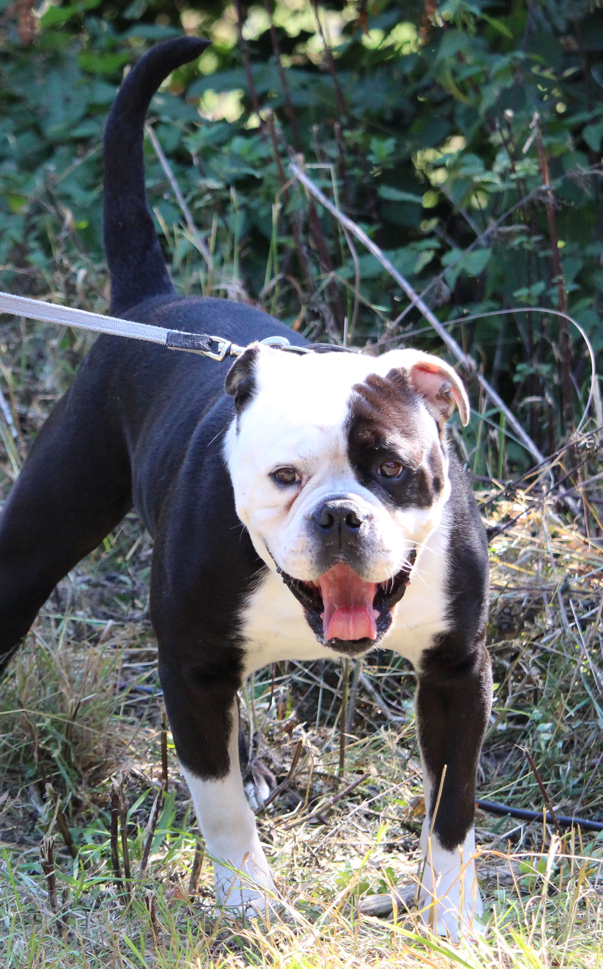 Entstehung Der Rasse Continental Bulldog Seabrook Bulldogss Webseite