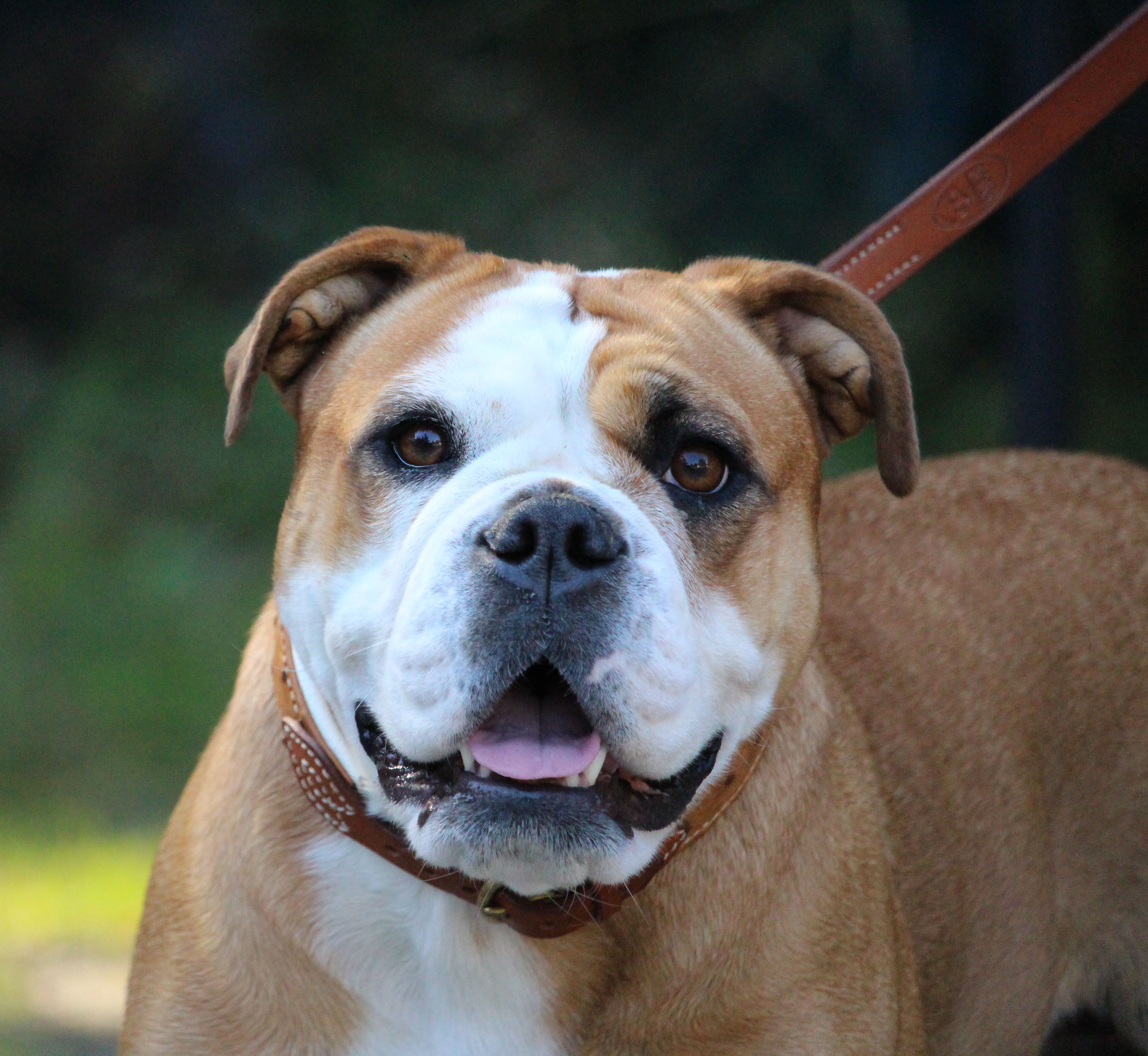 Rassestandard Continental Bulldog Seabrook Bulldogss Webseite