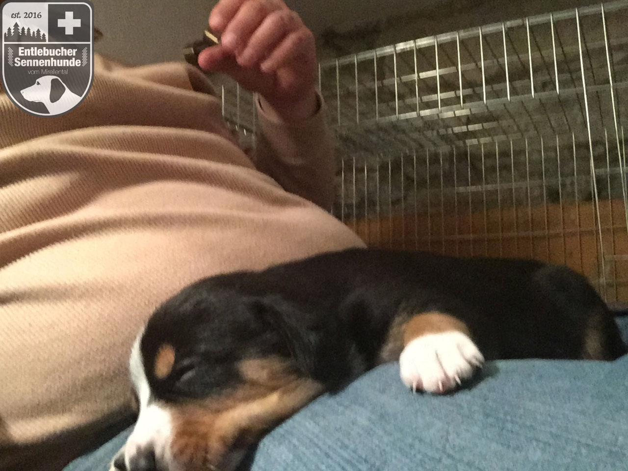 Ein Hund zieht ein Entlebucher Sennenhunde vom Mirellental