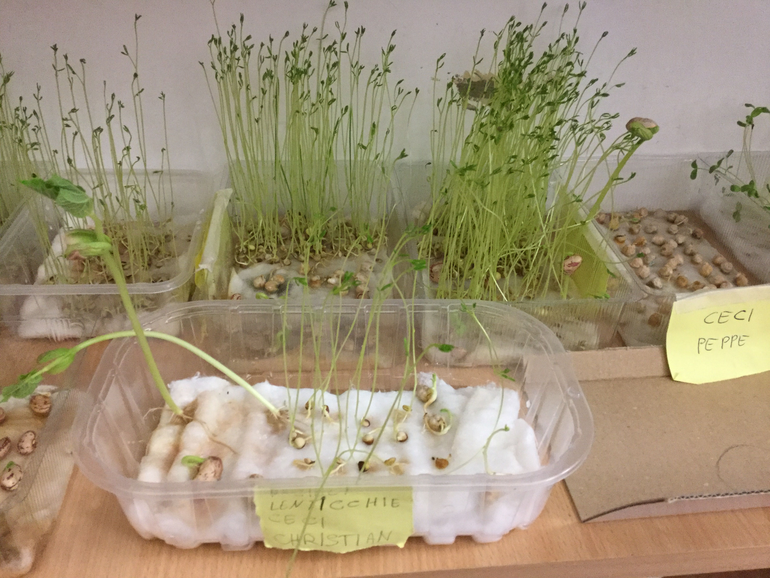 SEMINA Benvenuti su laclasse1a!