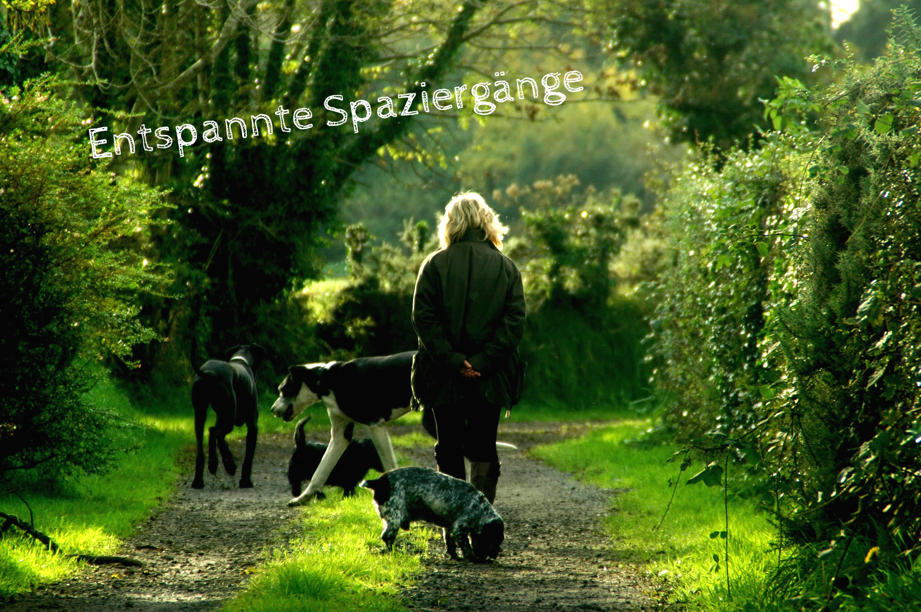 Aus Liebe zum Hund hundeschulevituss Webseite!