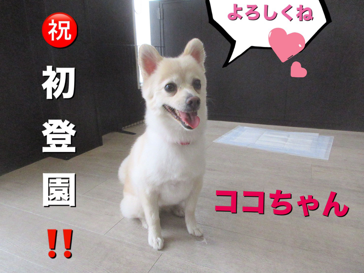 柴犬カットのポメラニアンのココちゃんの初登園 犬の保育園baby しつけ ホテル トリミング デイサービス