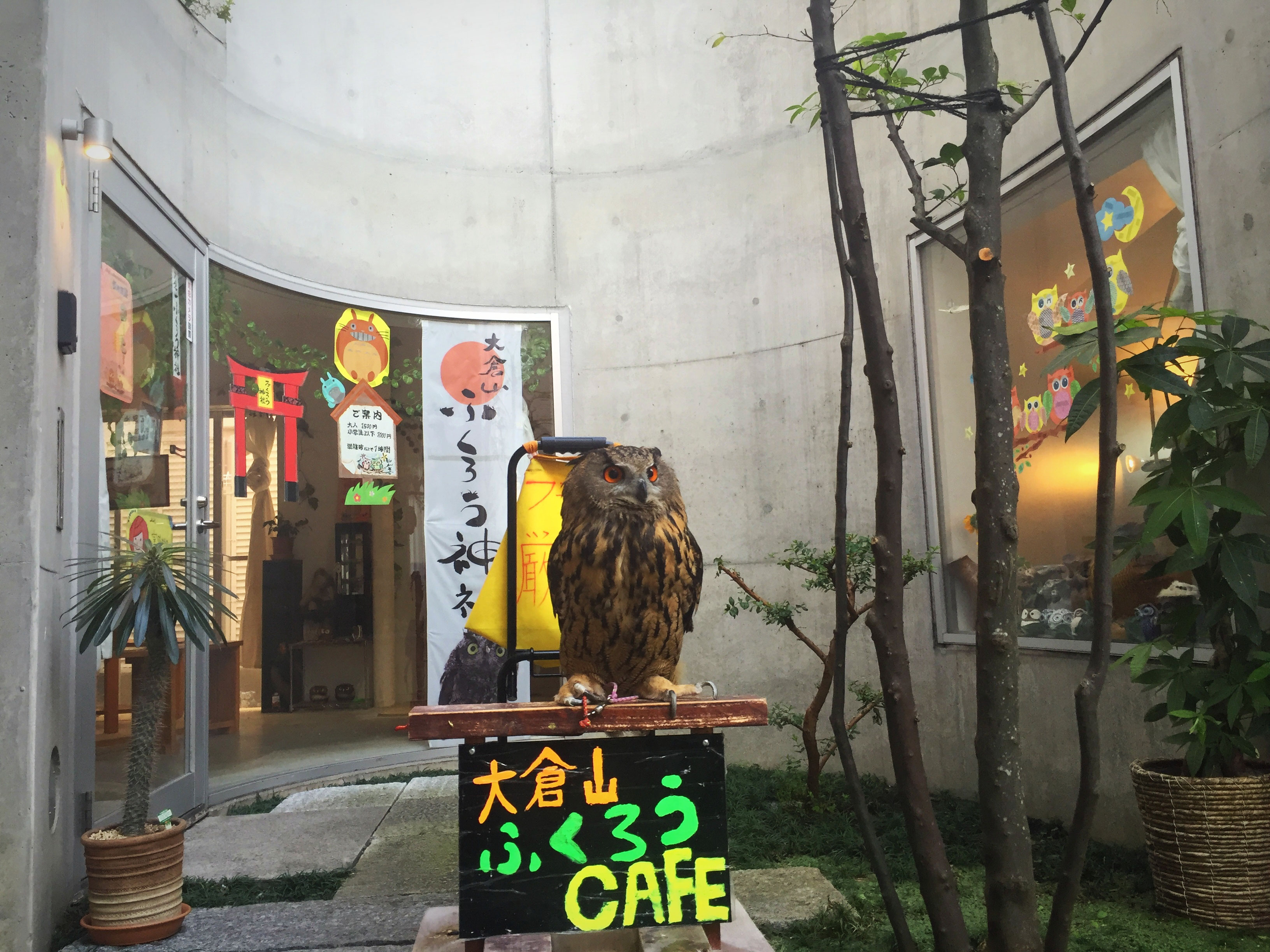 大倉山にふくろうカフェ Ookurayamafukurou ページ