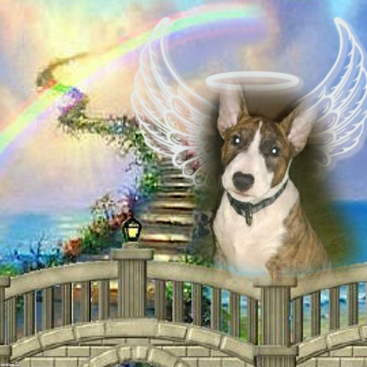 Miniaturbullterrier Stubborn Head. Sternenkinder Miniaturbullterrier