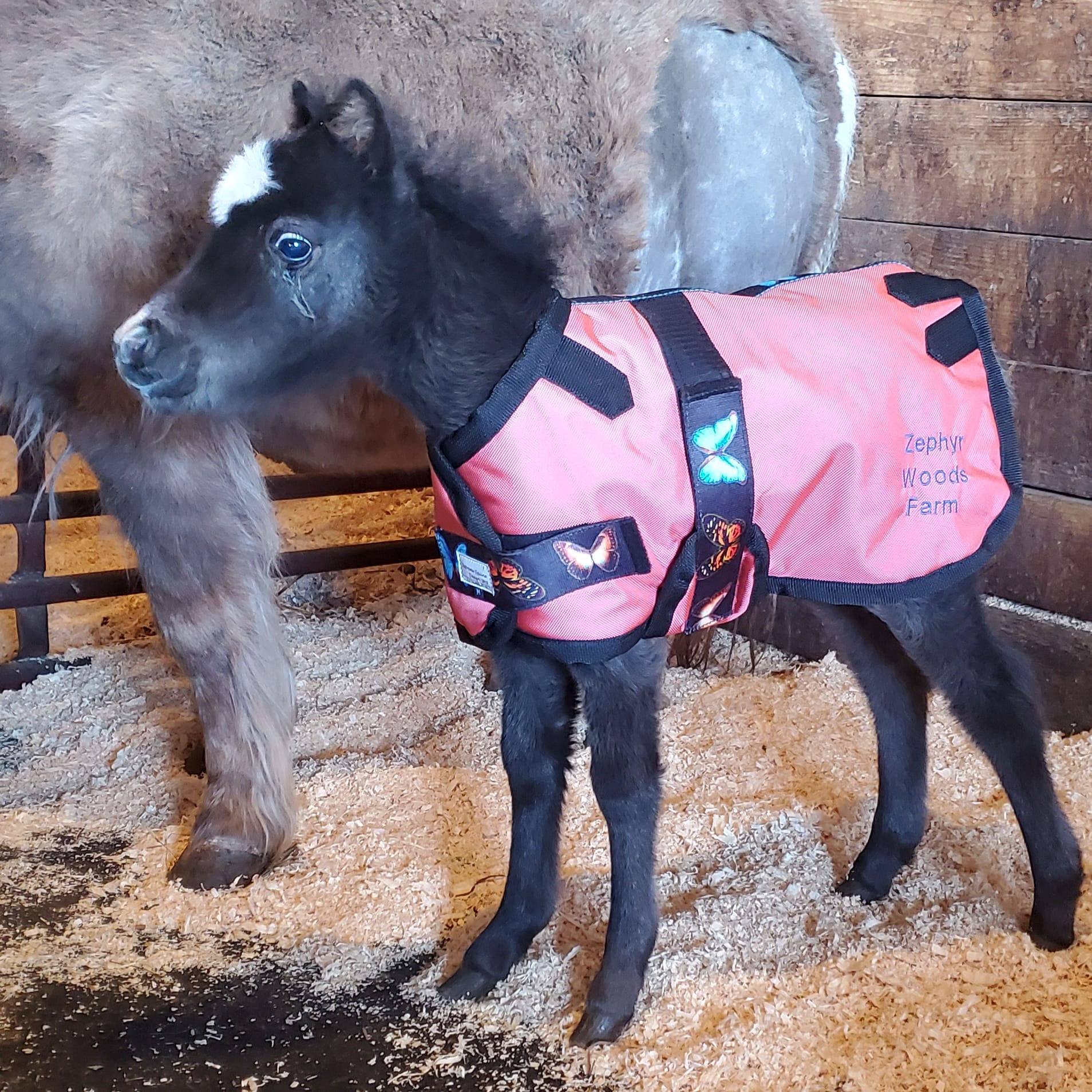 Miniature Horse Tack For Sale Supreme Equine Designs