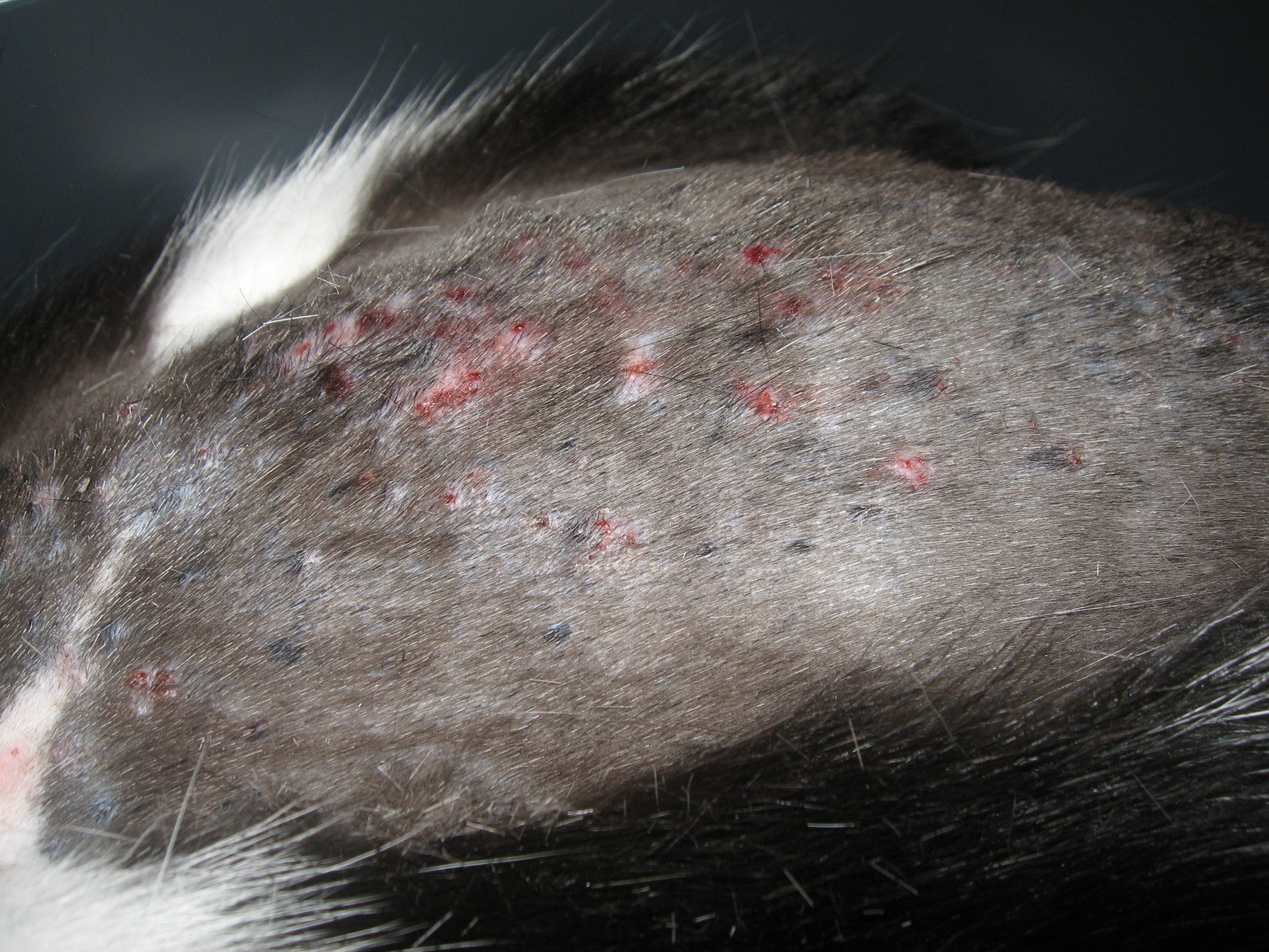 Miliare Dermatitis der Katze TierarztHautErkrankungenDermatologie Dr. Janina Tran Wien