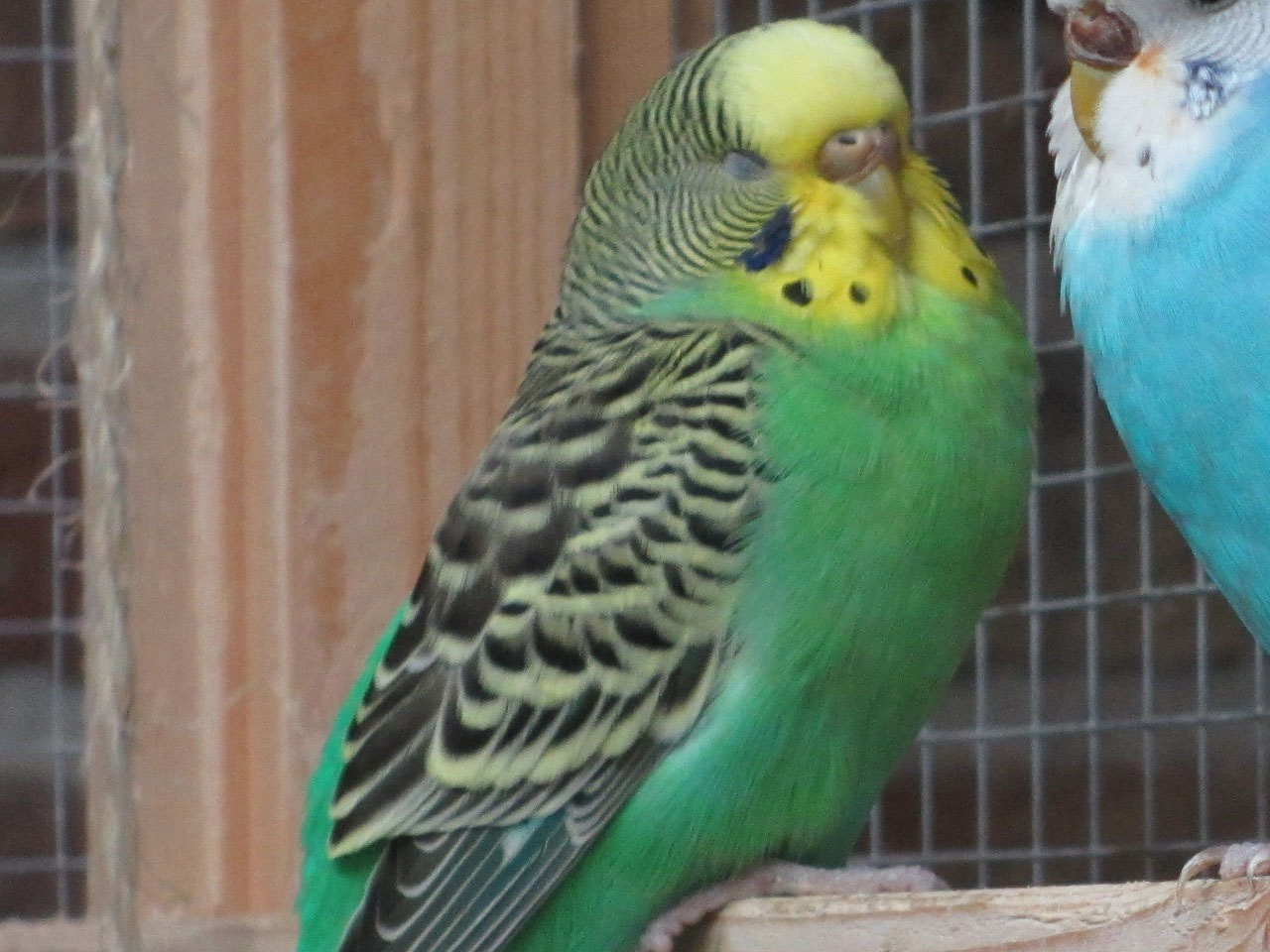 Geslachtsbepaling Haagse Grasparkiet