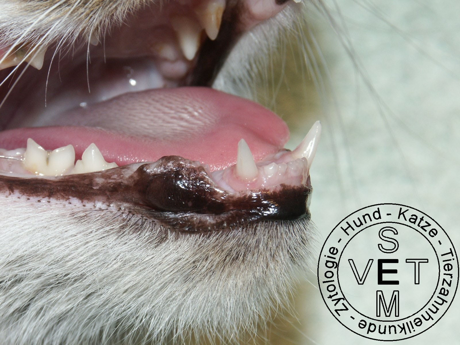 zahnsanierung katze seminare fur tierarzte