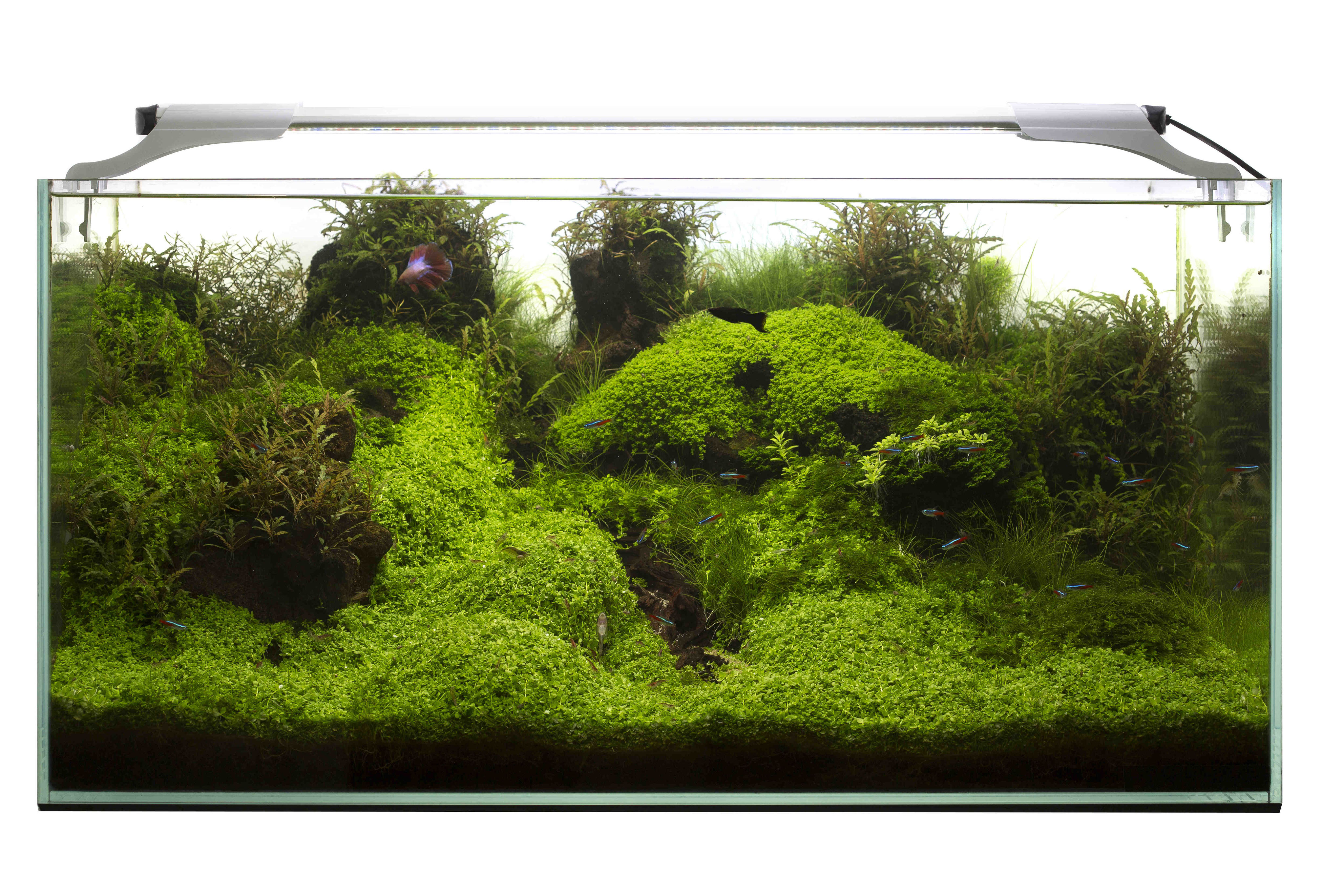 LED Aquael BonsaiGarnelen Aquaristik Wettstein,alles rund um