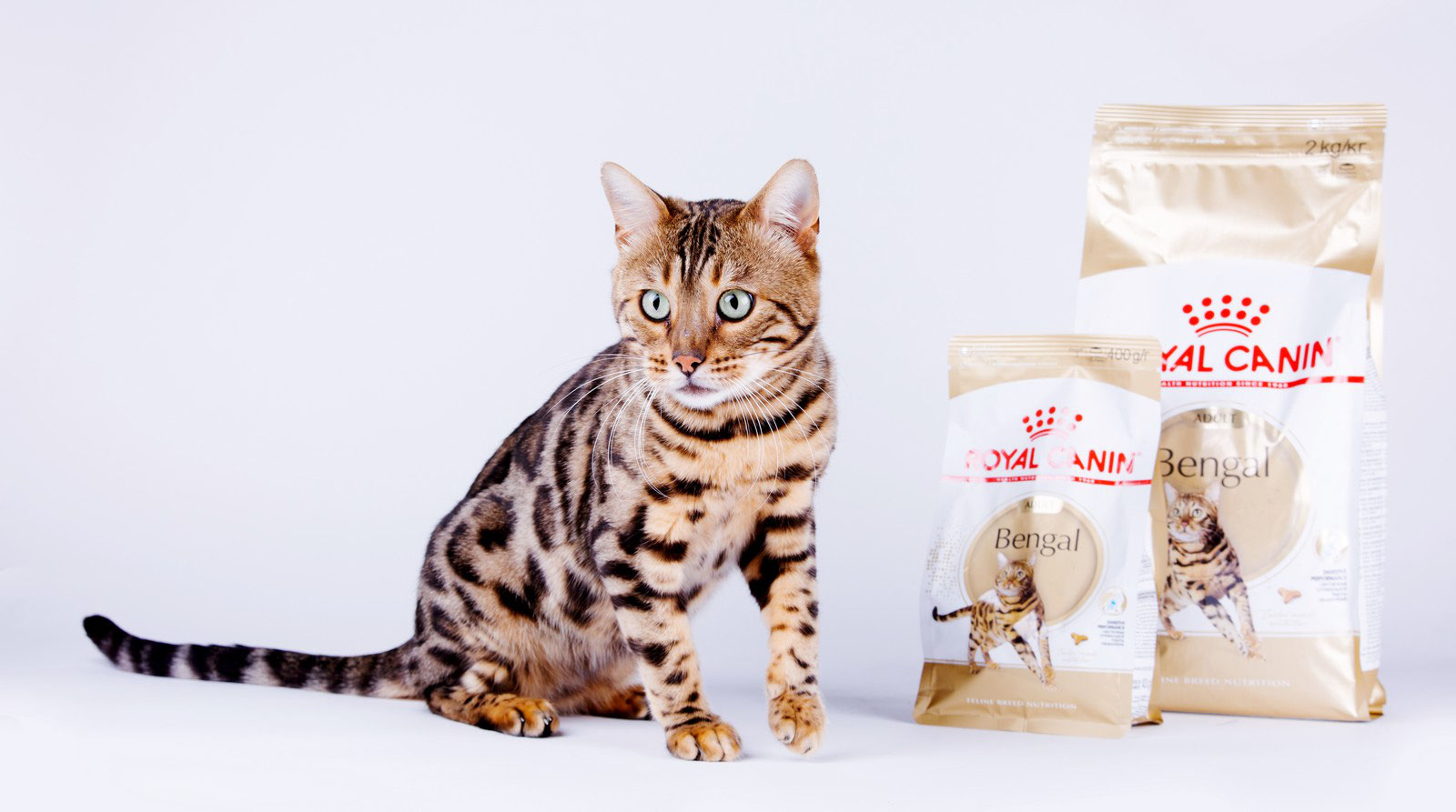 Chat Bengal Jaguar Wild La Star Mondiale Elevage Tribal Bengal