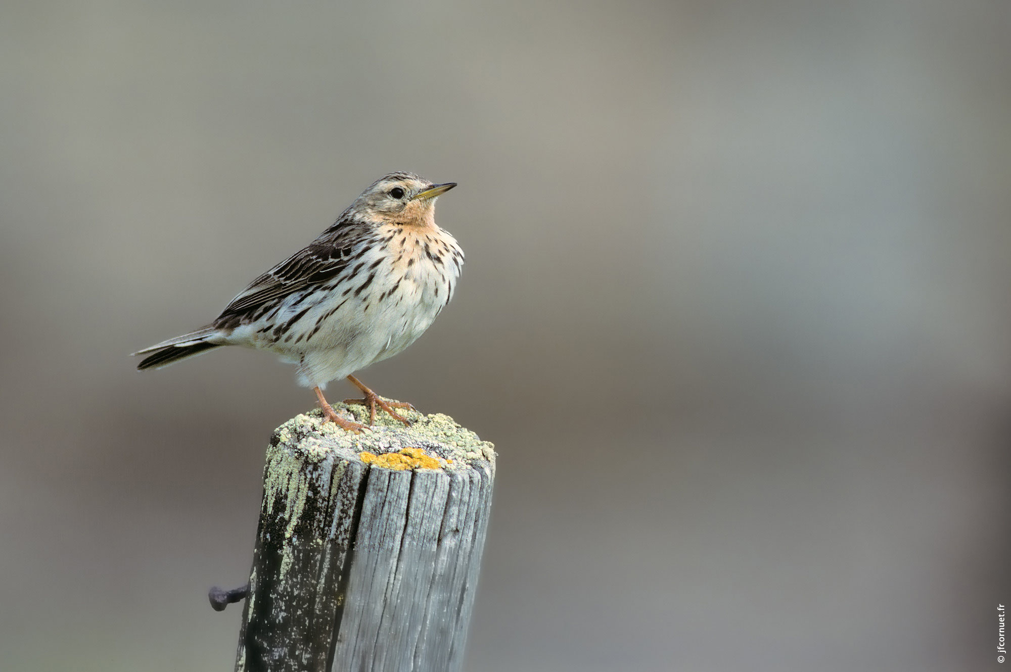 Pipit à rousse, Anthus cervinus, Redthroated Pipit