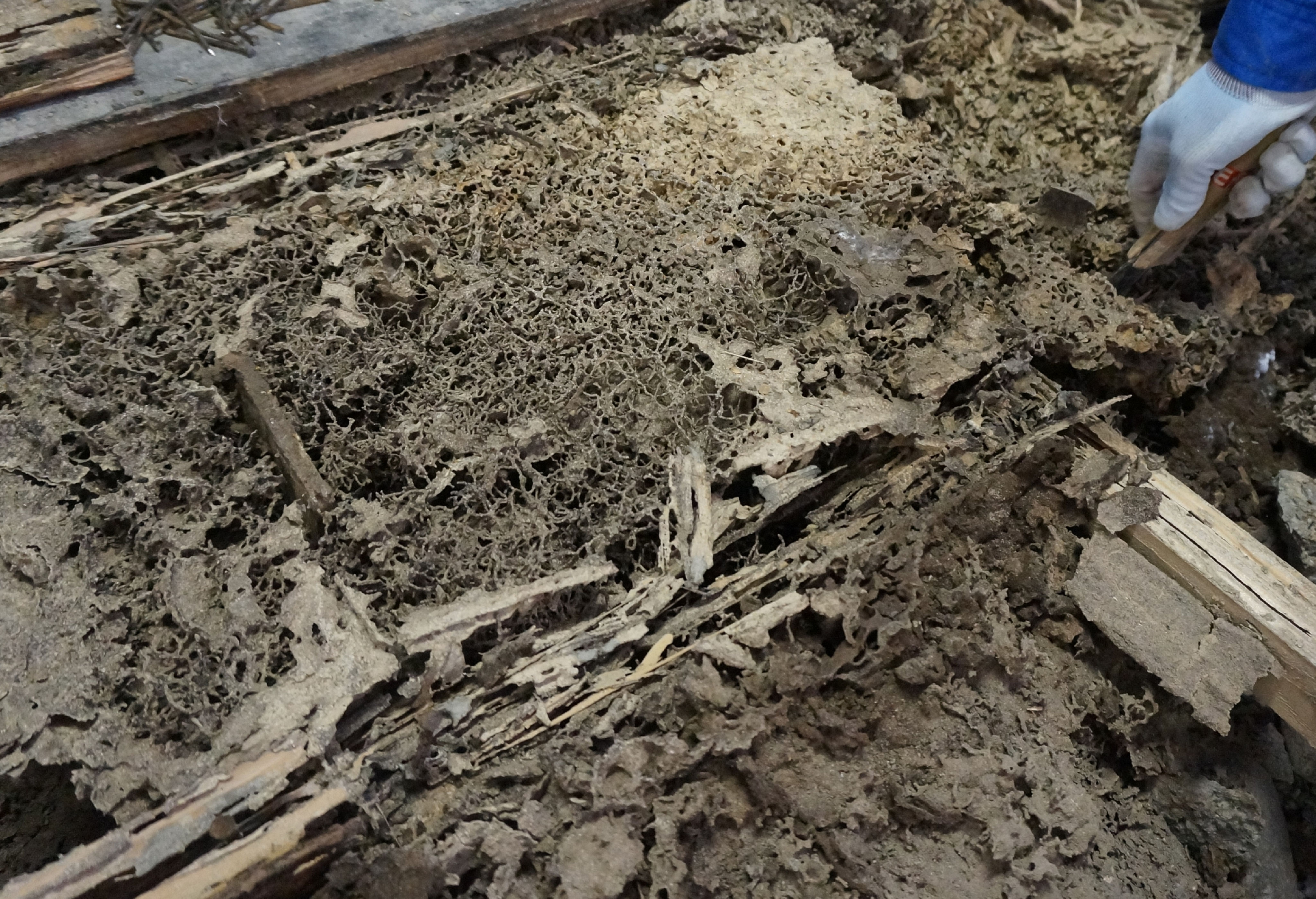 白蟻・蟻・スズメバチ等も地震後の復興期に!! - エコボロン ...