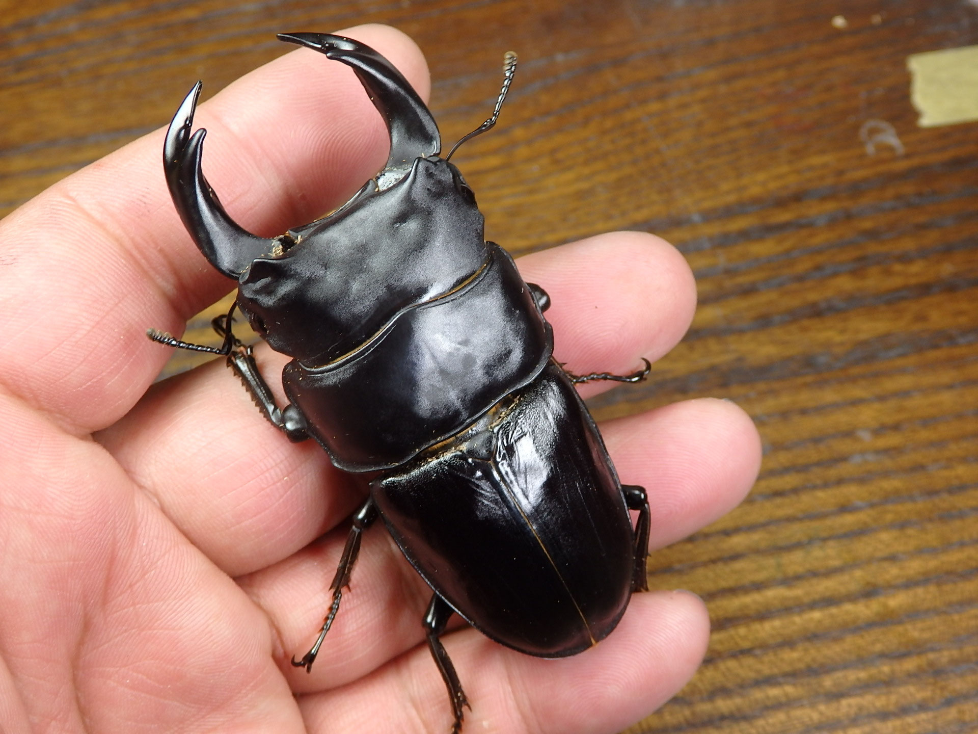 久留米オオクワガタ　87.8㎜ペア　マツノインセクト 久留米オオクワガタ 87.8㎜ペア マツノインセクト