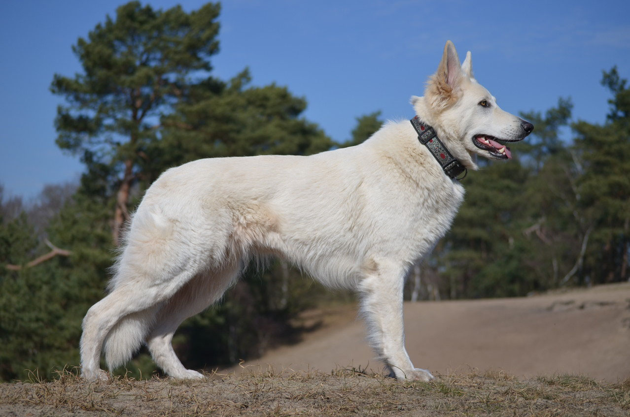 Leona Zuchtstatte Fur Weisse Schaferhunde Of White Night