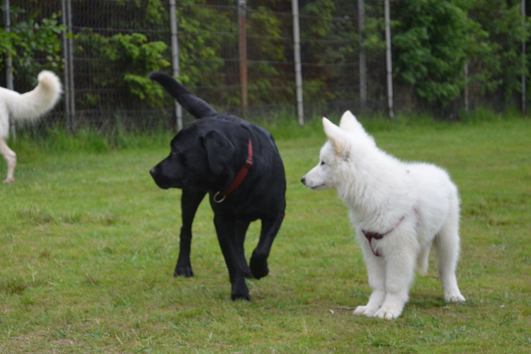 Minitreff 2015 Zuchtstatte Fur Weisse Schaferhunde Of White Night