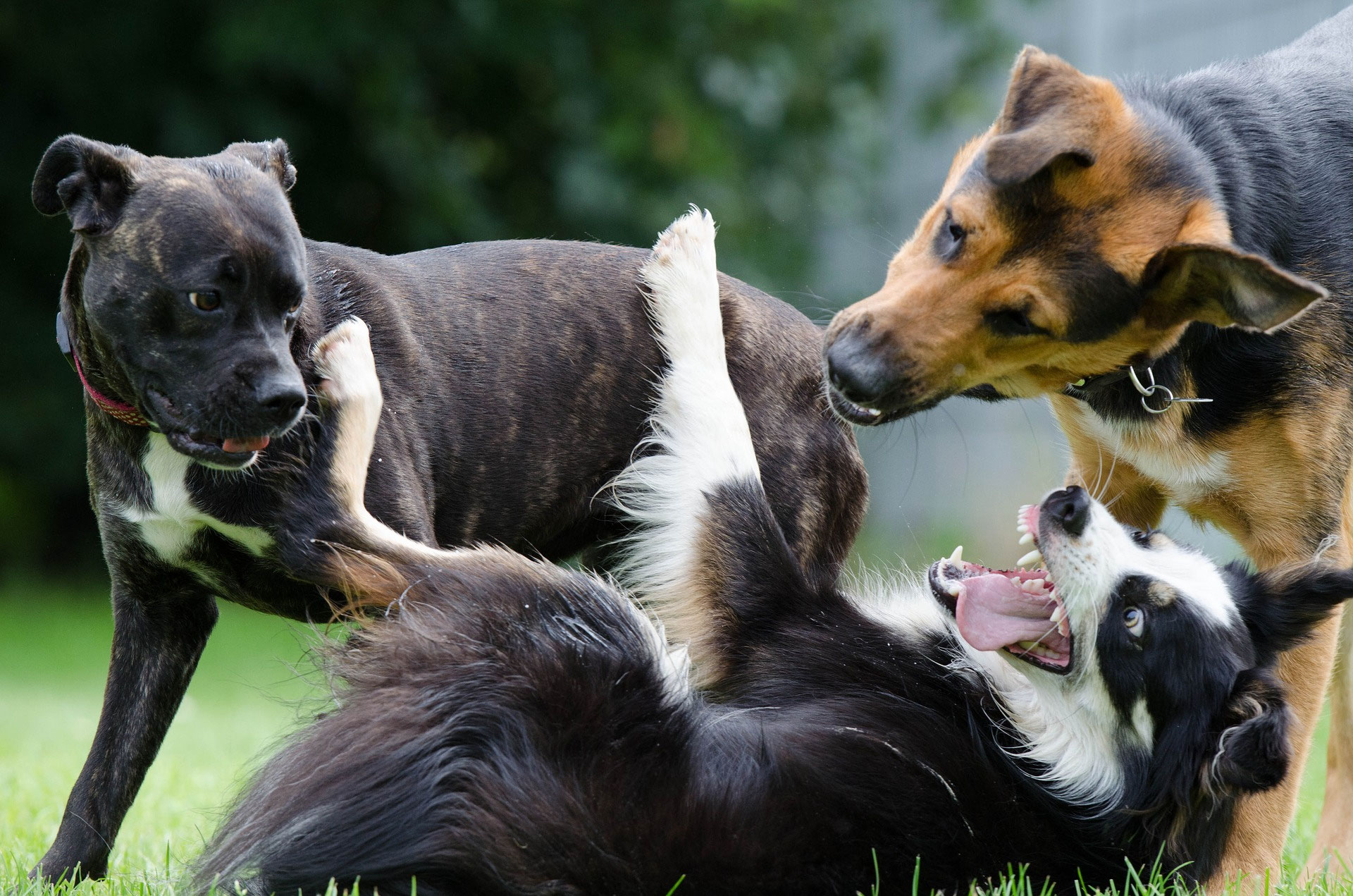 Spielende Hunde Hunde im Spiel cumcane familiari DIE Ausbildung