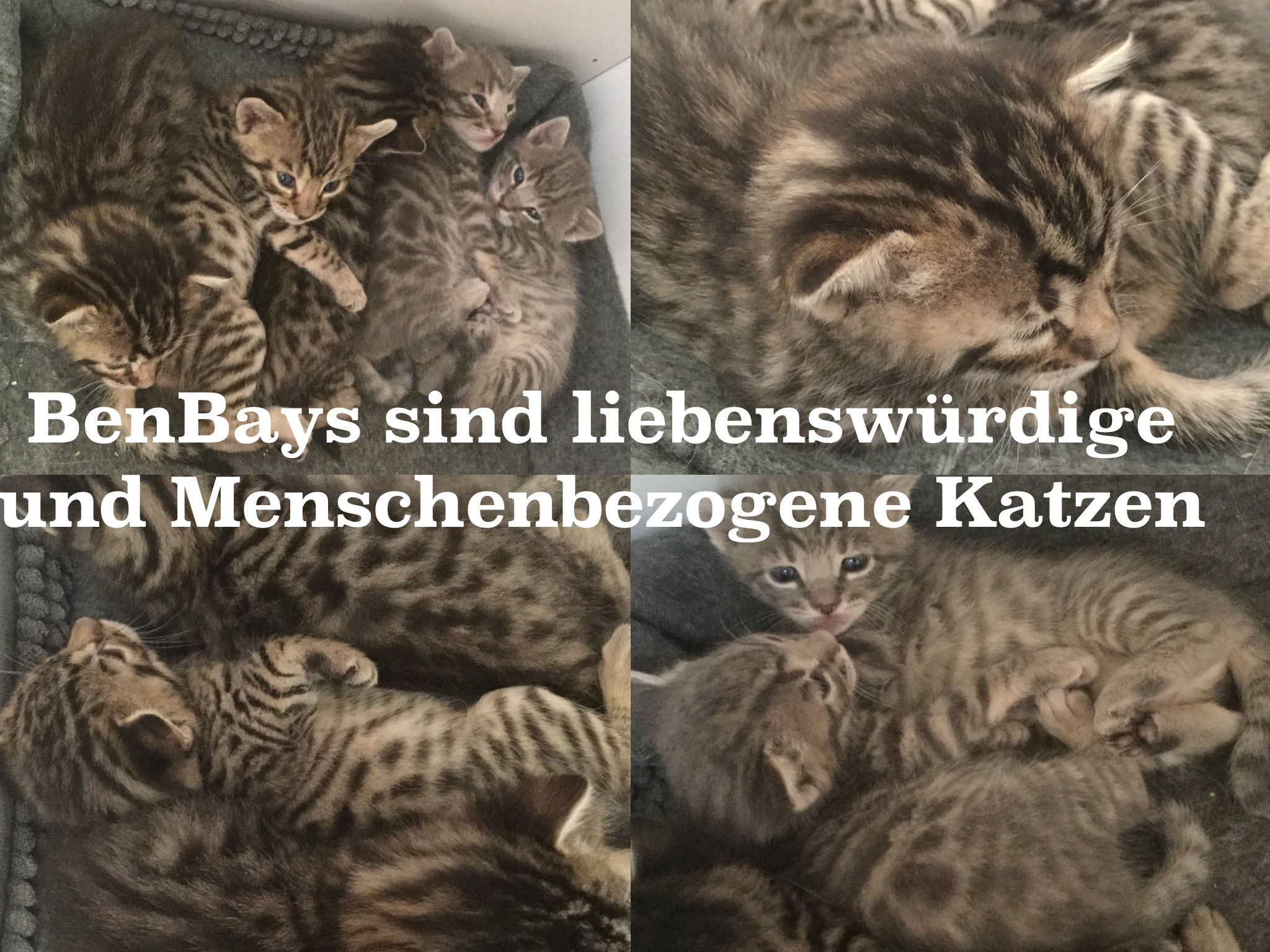 Bengal Bombay Benbay Samtpfoten Für Die Seele