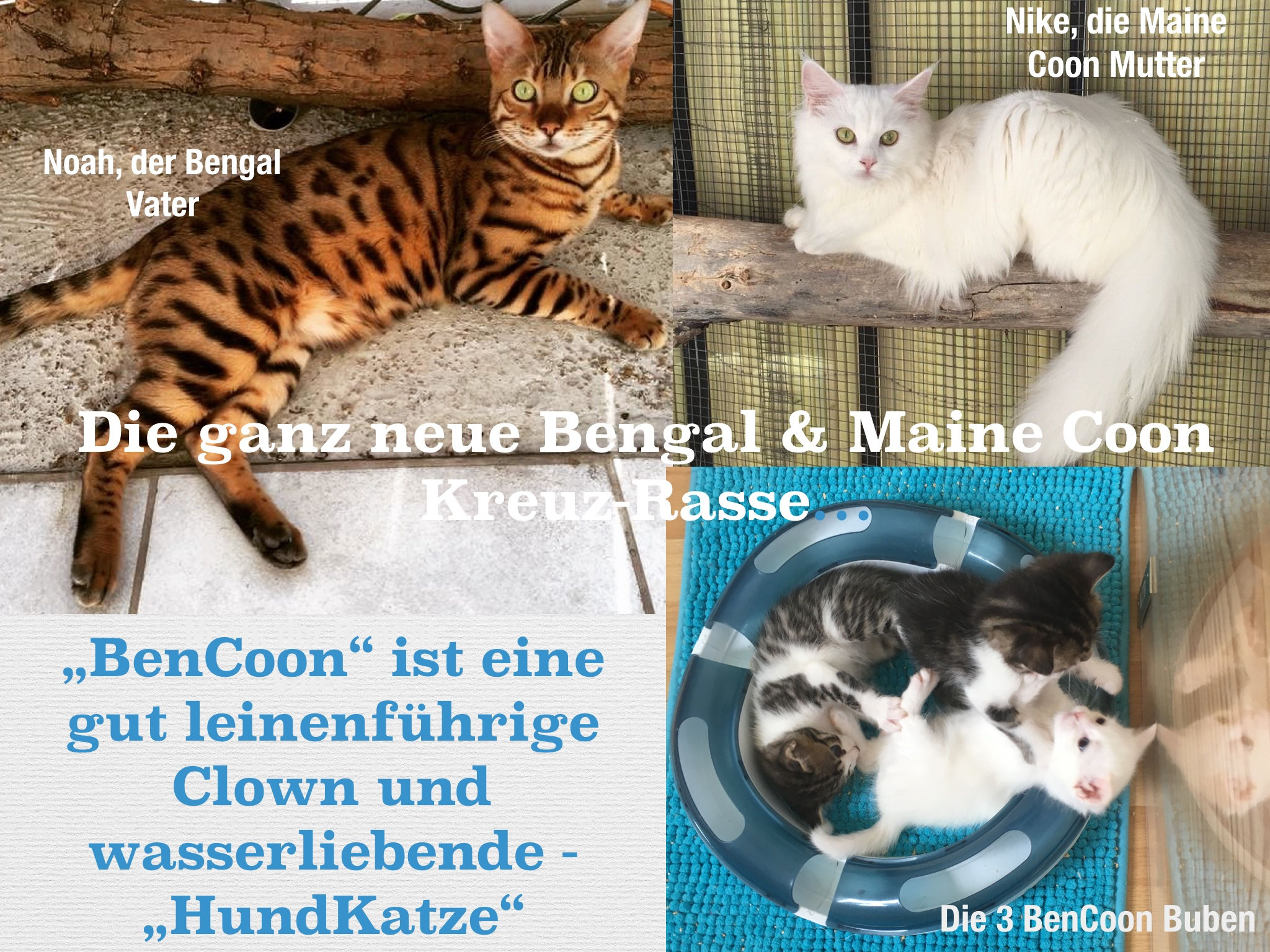 Eine Neue Wohn Katze Rasse Samtpfoten Für Die Seele