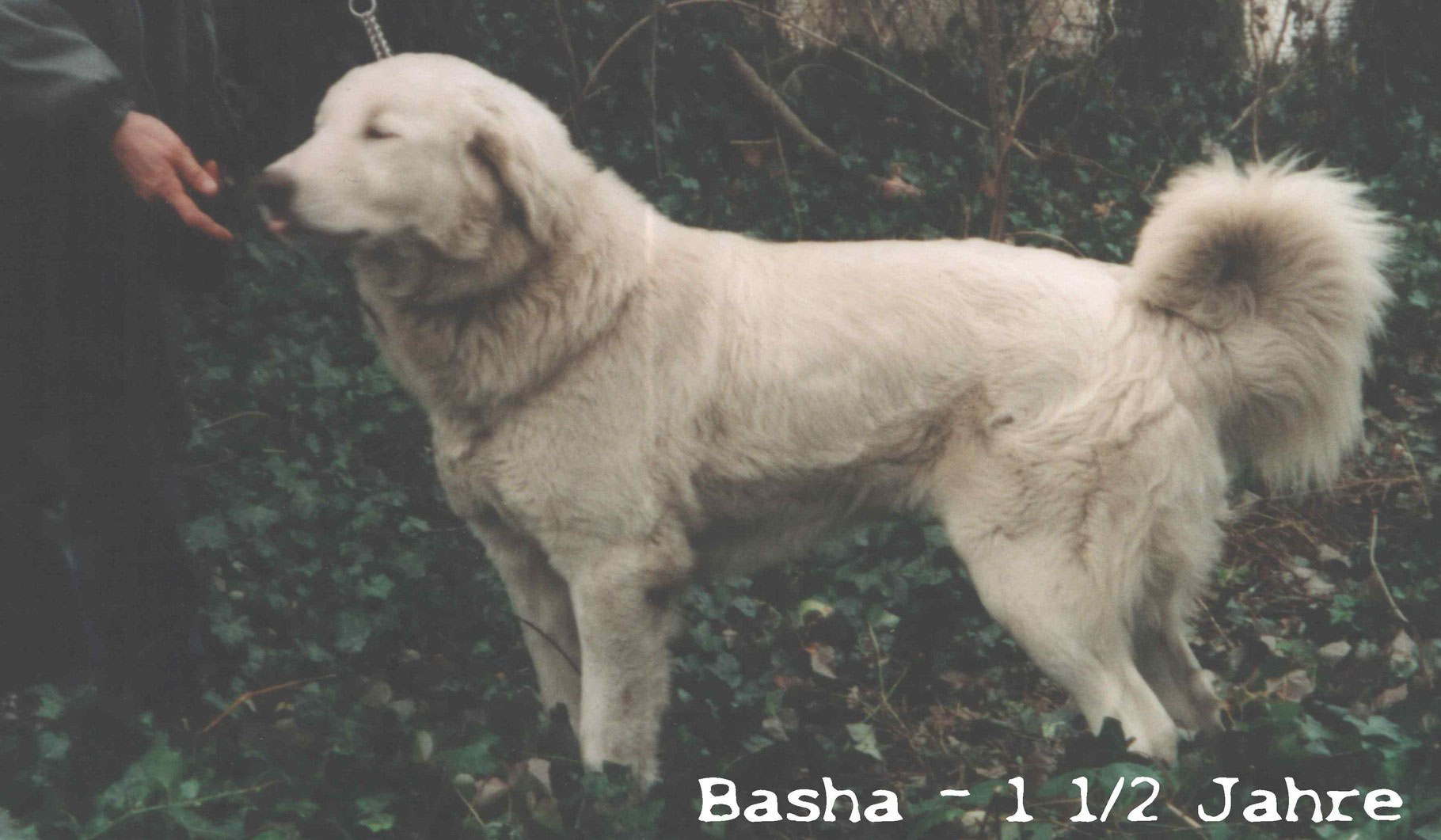 25 HQ Photos Haus Und Hofhund : Deutscher Haus & Hofhund ...