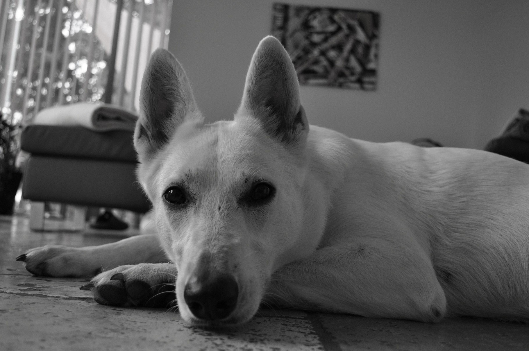 Die Tragezeit Weisse Schweizer Schaferhunde Legend Of White