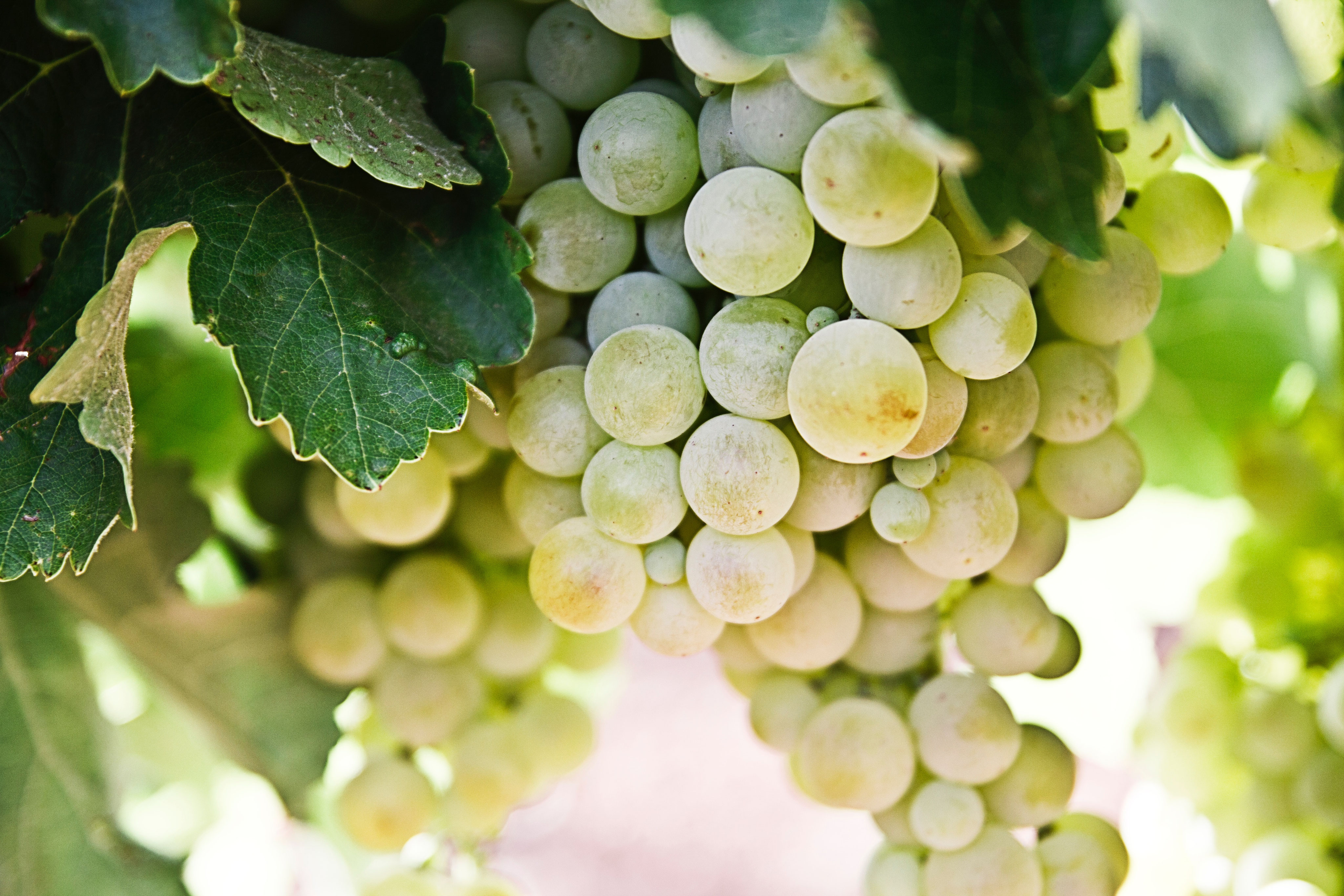 weinkist'l