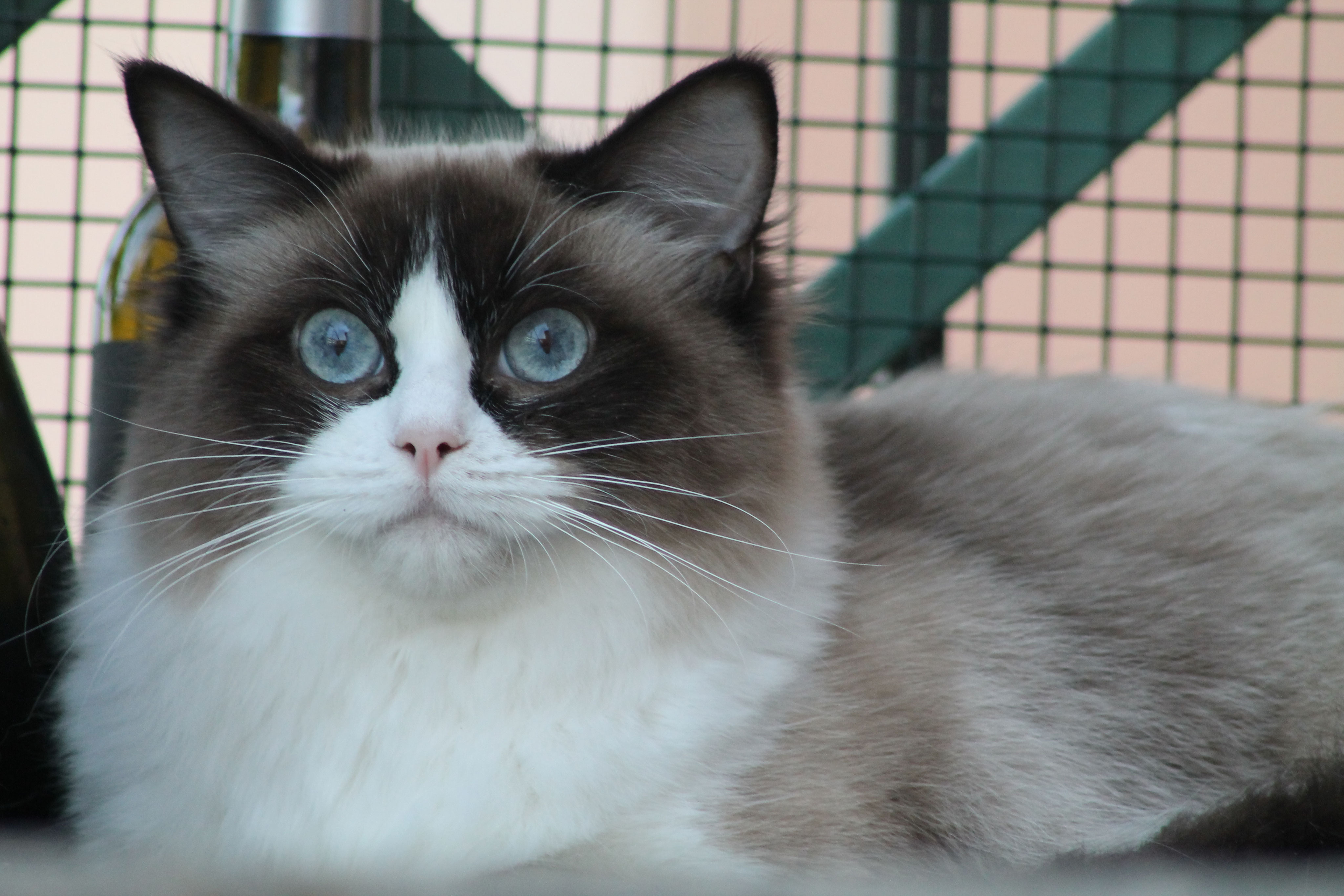 INT. CH. DONNA VON DER ELBINGER HOEHE, PURE TRADITIONAL RAGDOLL, NO