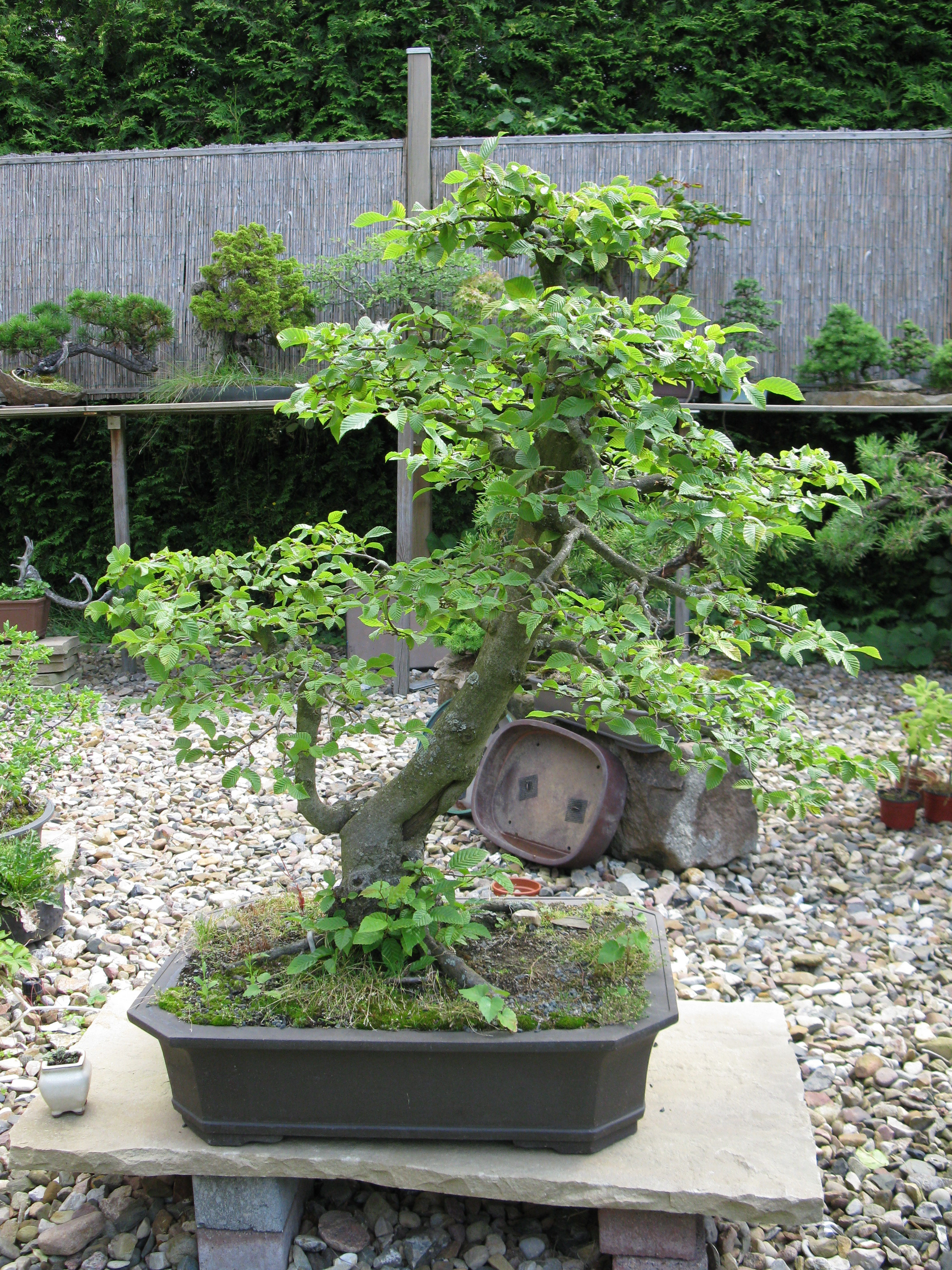 Umtopfen einer Hainbuche - www.bonsai-38.de
