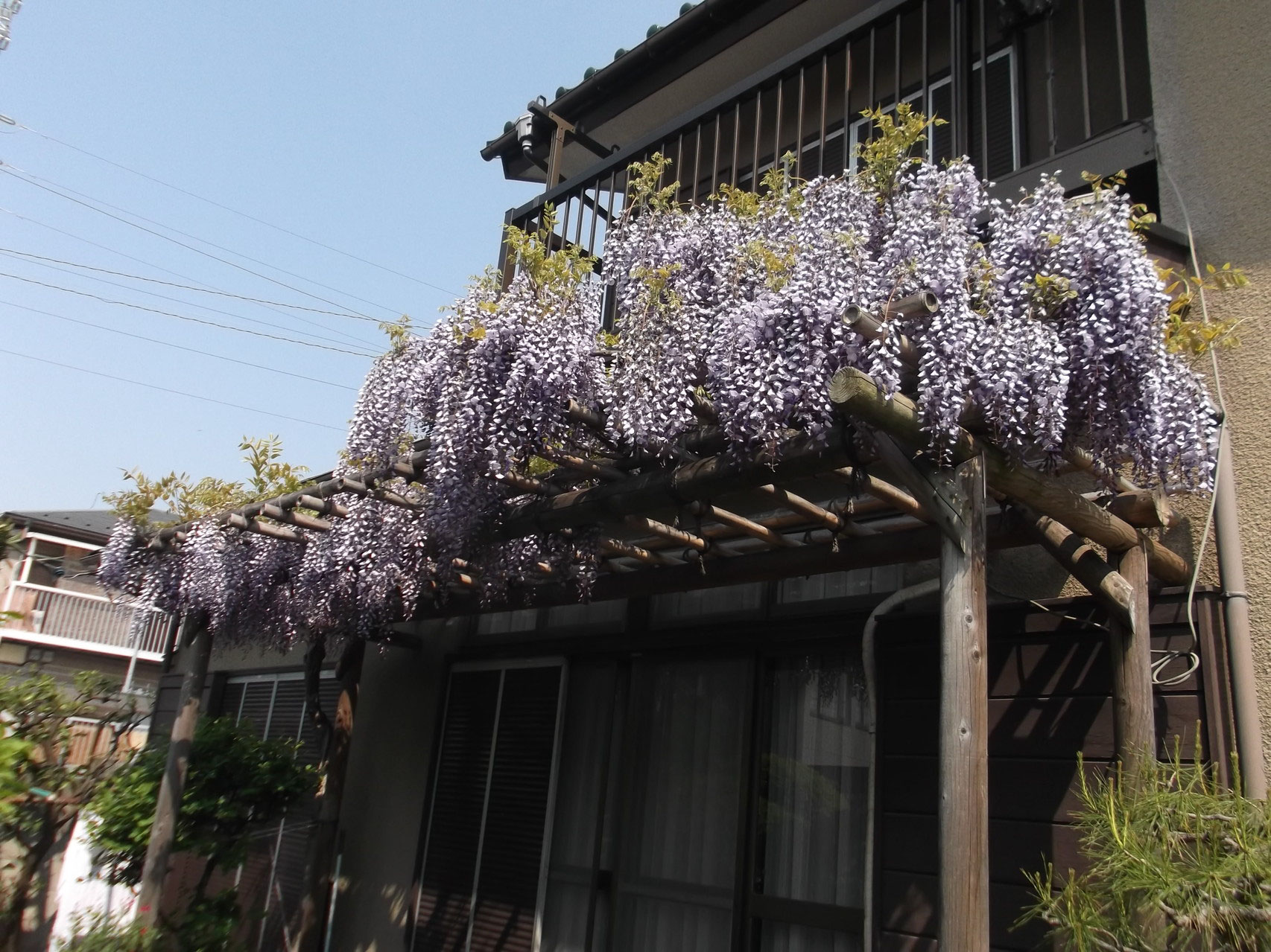 藤棚 造園本橋園