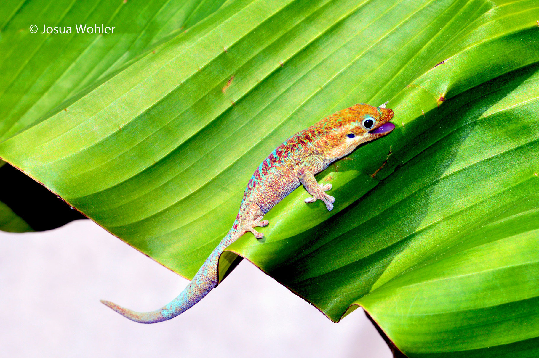 Phelsuma borbonica agalegae Taggeckos der Gattung Phelsuma!