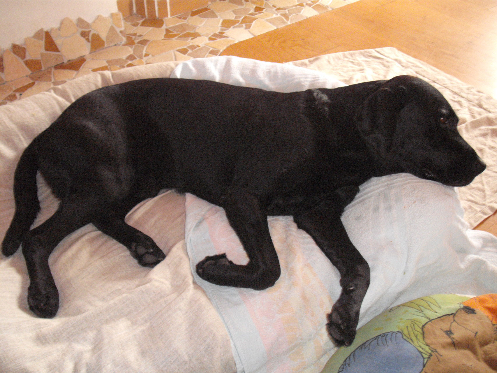 Ablauf einer Blutegeltherapie beim Hund Dr. rer. nat. Christian Guse