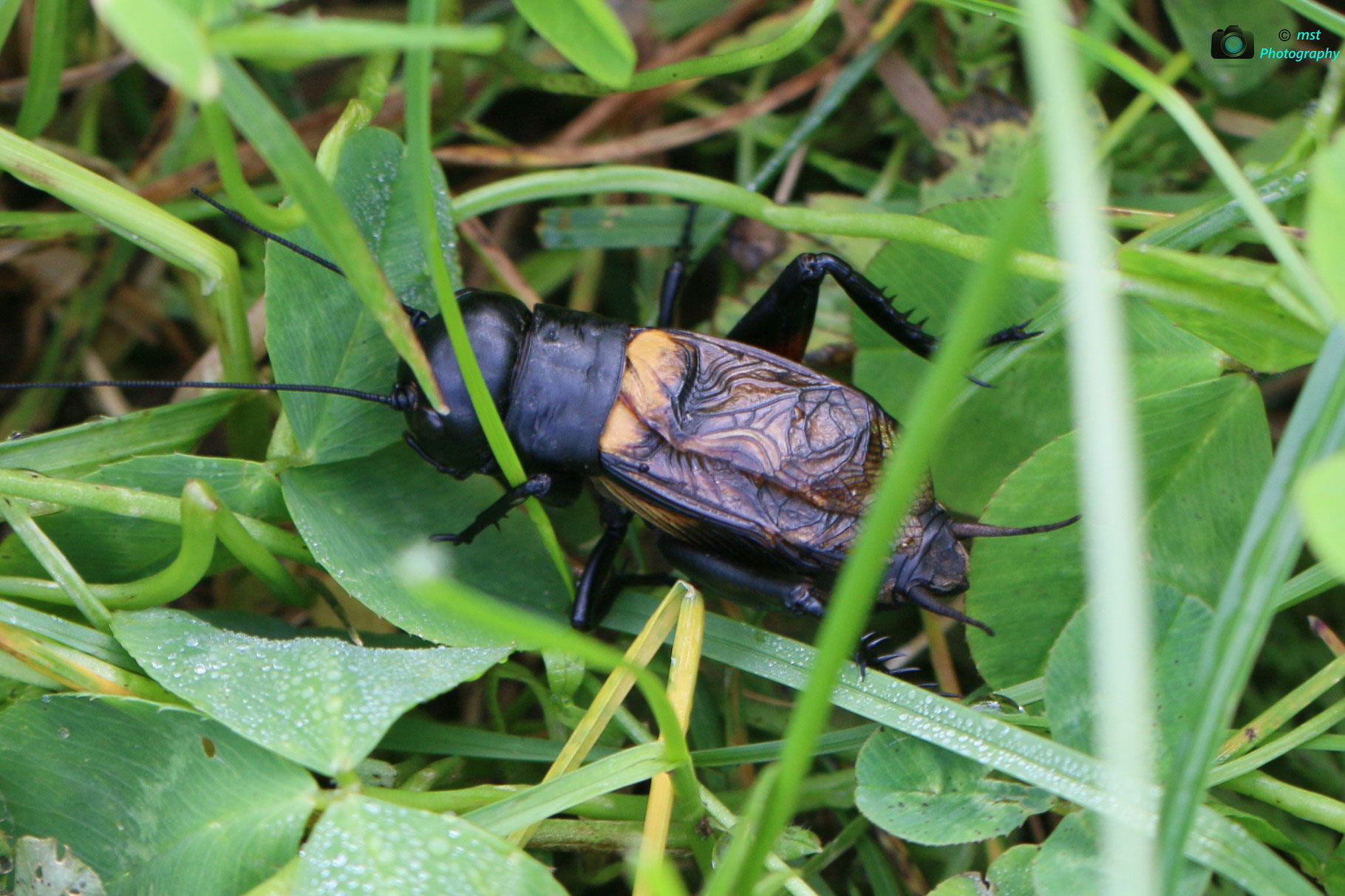 Makros manfred1998s Webseite!