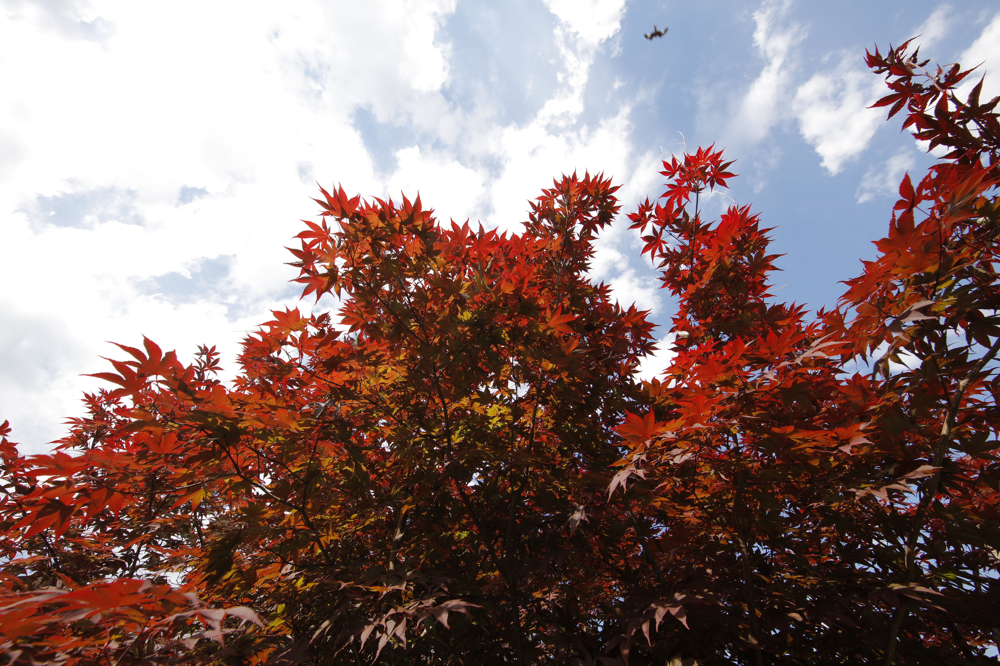 So kommen Sie zu Ihrem individuellen Garten! - Keller Gartengestaltung