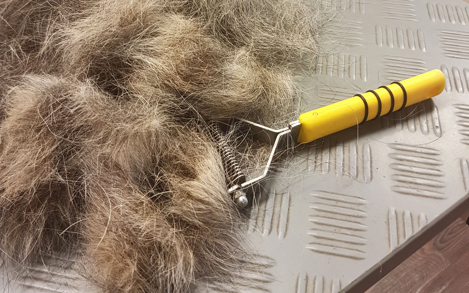Carding Hund