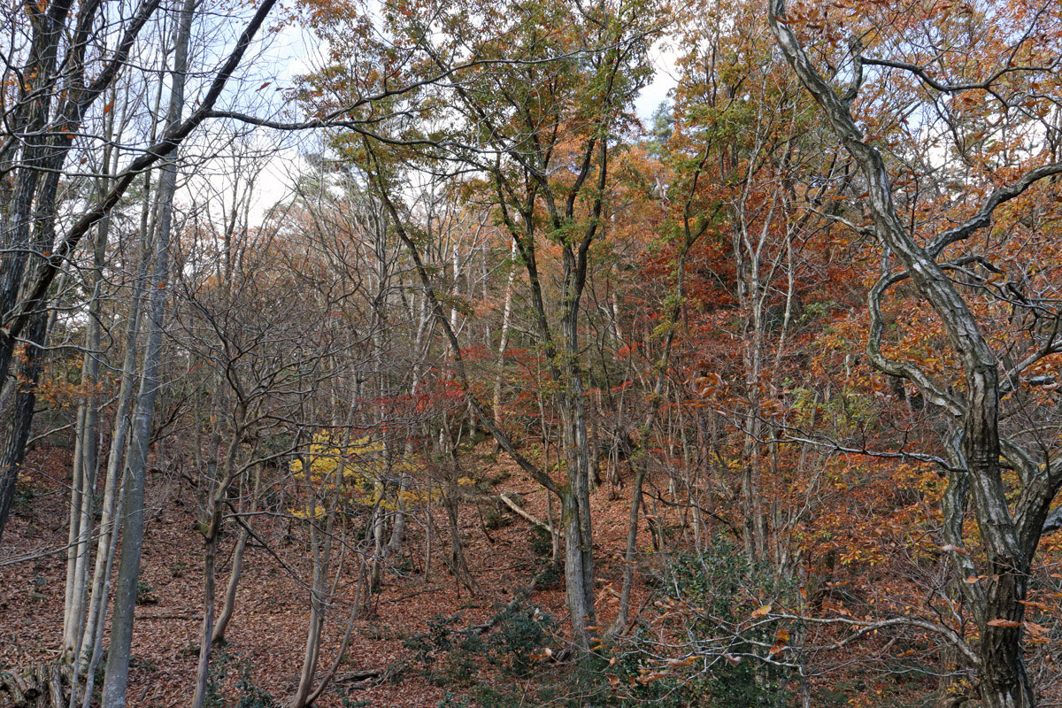 情報（2022/11） - 山門水源の森, image size:1200x800