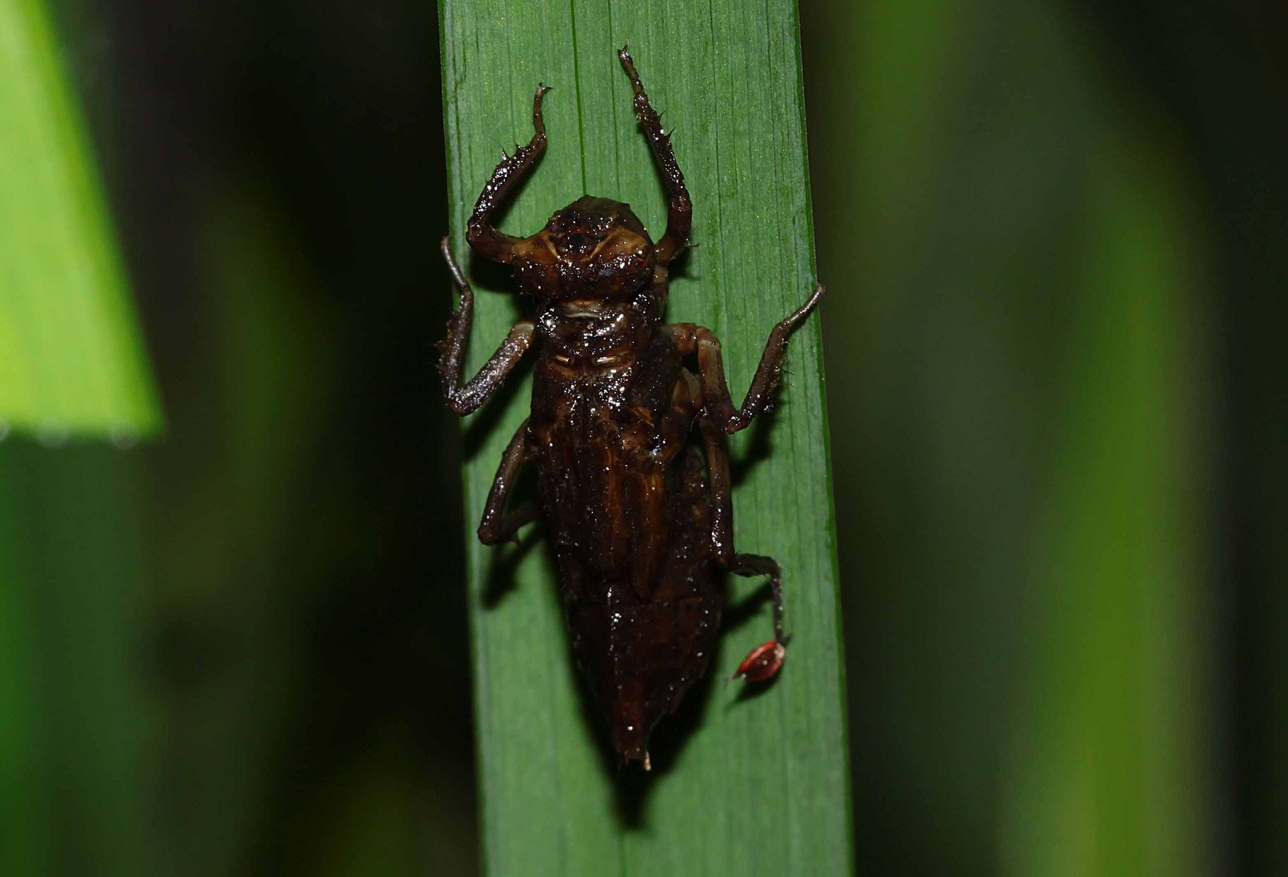 Große schwarze, massive Beute