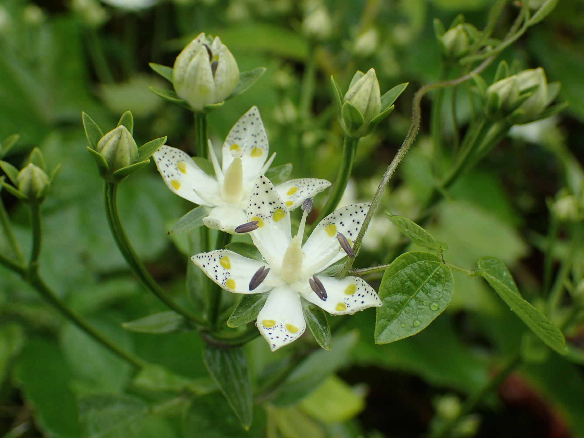 事務局日記 - 新潟県立植物園友の会