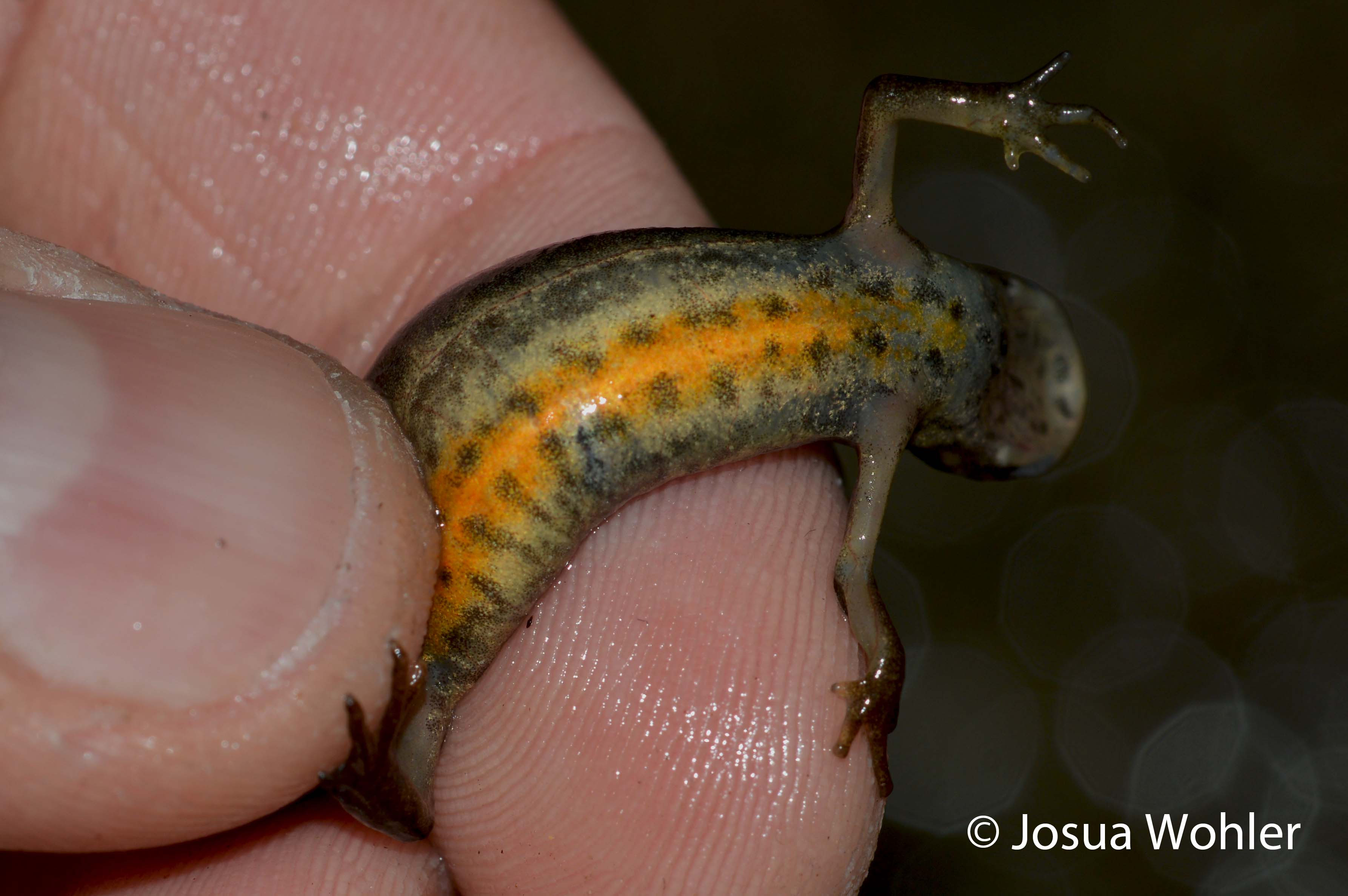 Lissotriton v. vulgaris amphibienschweizs Webseite!