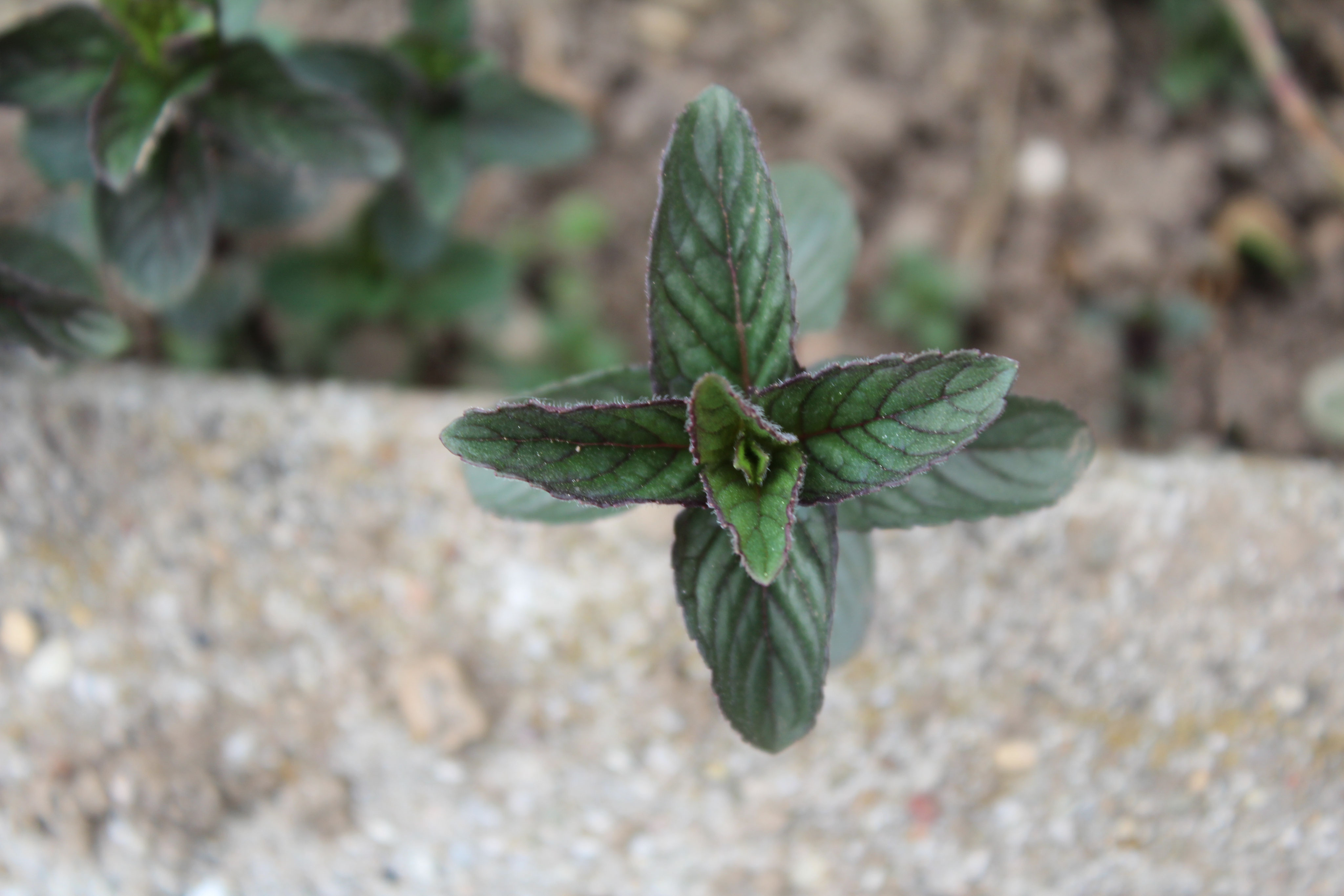 Englische Minze // Mentha piperita Katharina’s Hortulus Komm in