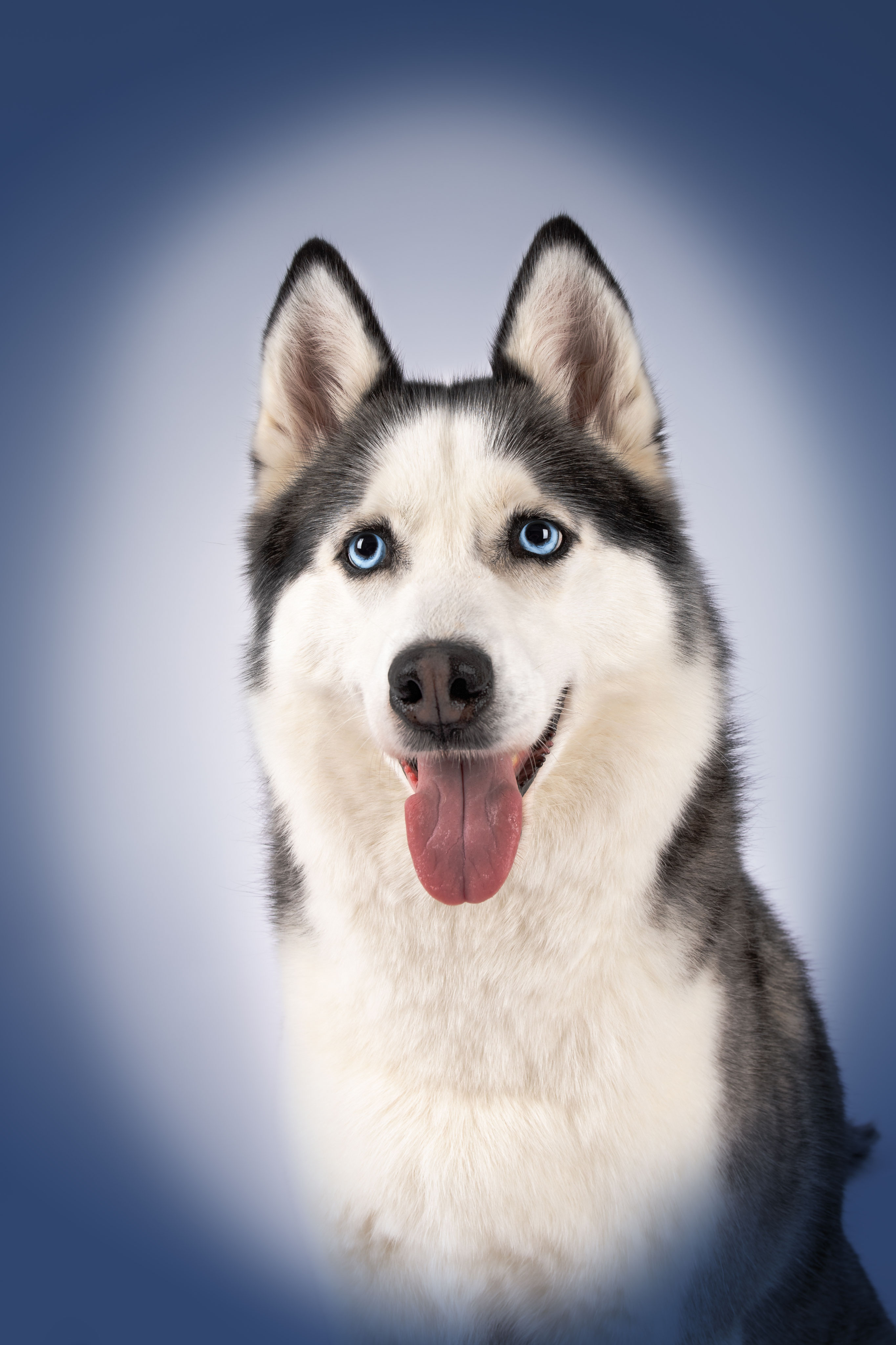 Hund Mit Blauen Augen Kaufen Die besten 25+ Schwarzer Labrador