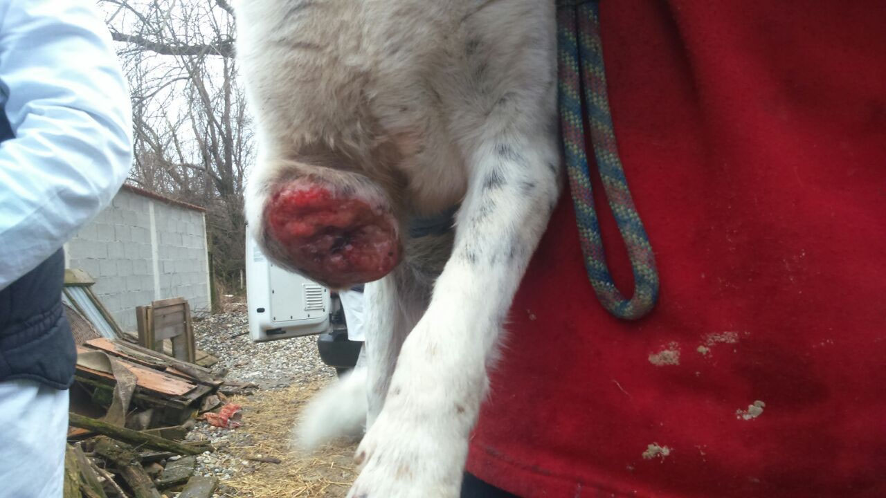 NILI Aktiv für Hunde in Not